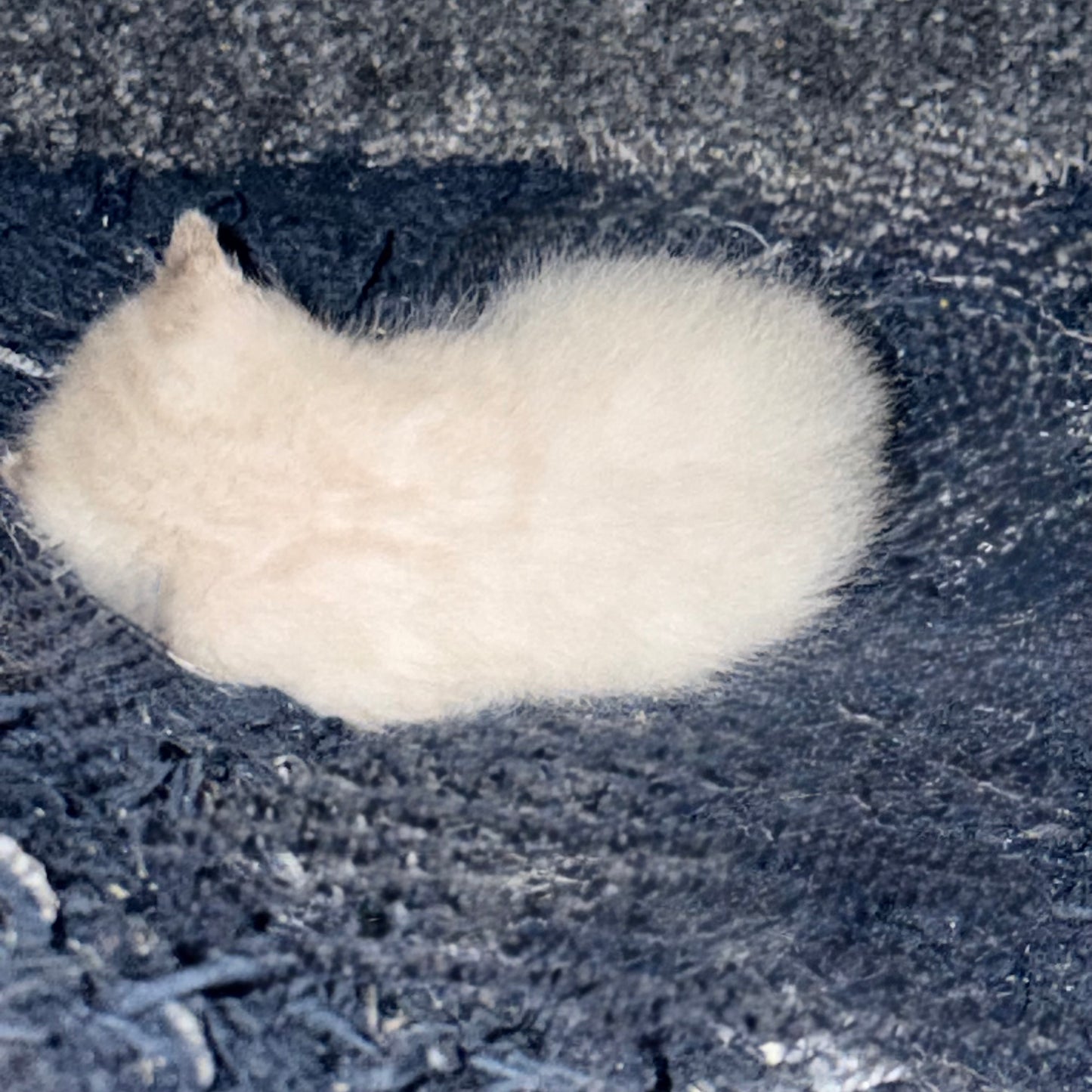 Sold G2 Snow Bengal kittens ready for Reserve now ready to go home in 5 weeks