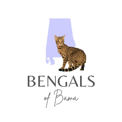 Bengals Of Bama logo