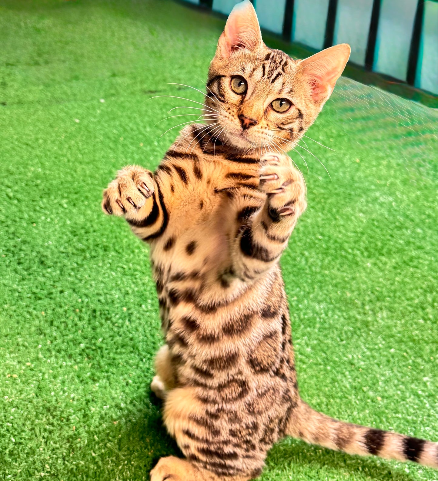 Independence Day Sale!G2 Warm Golden Brown Rosettes Female Bengal Kitten