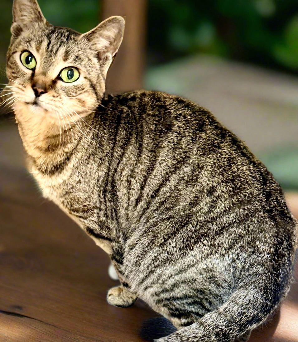 Bengal G4 silver and black super sweet girl