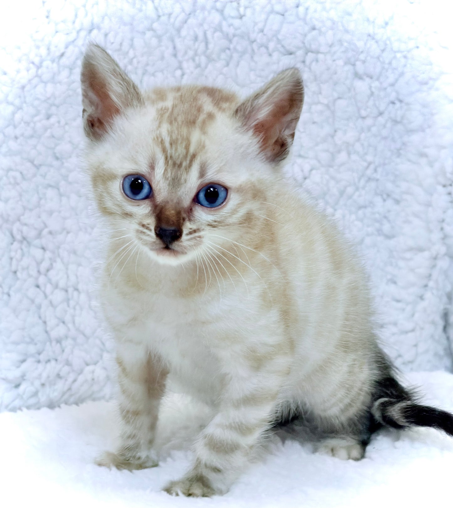 Boy Bengal Snow Lynx Kitten