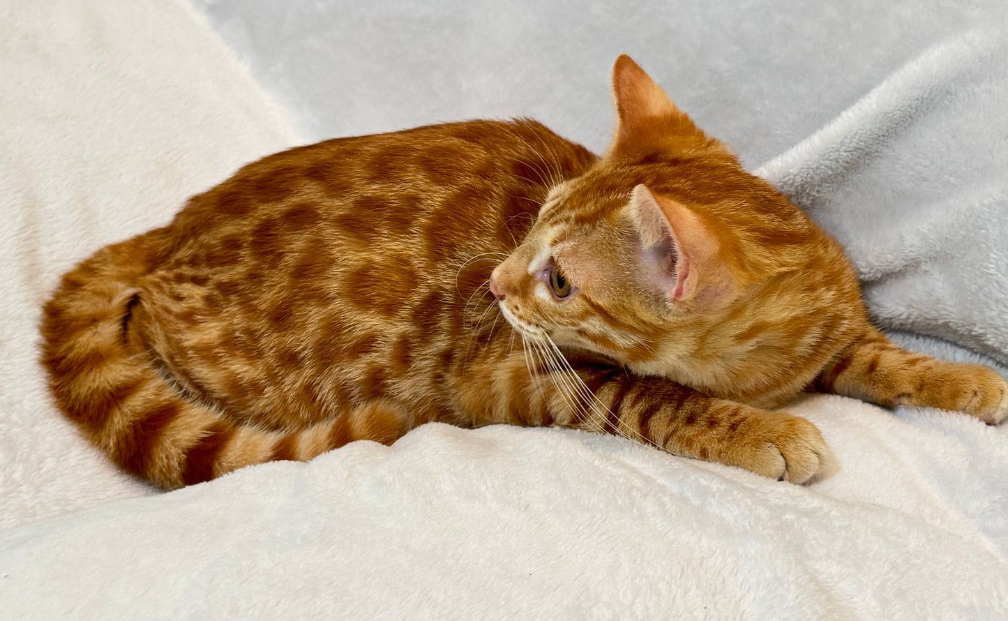 Rare Red Sorrel Rosette Male Bengal Kitten