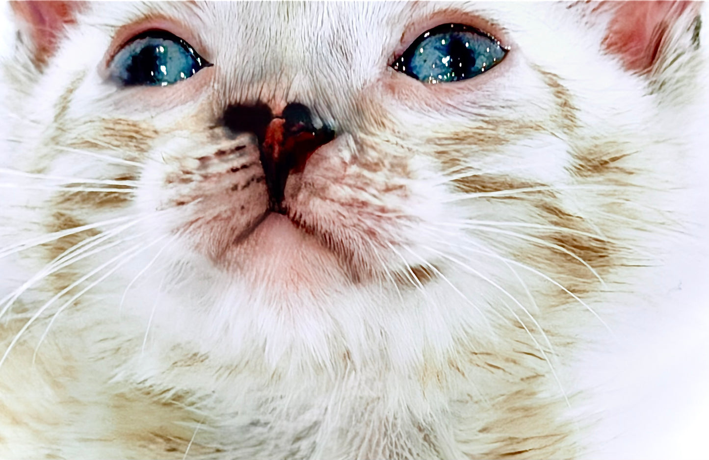 Female Snow Bengal kitten G3