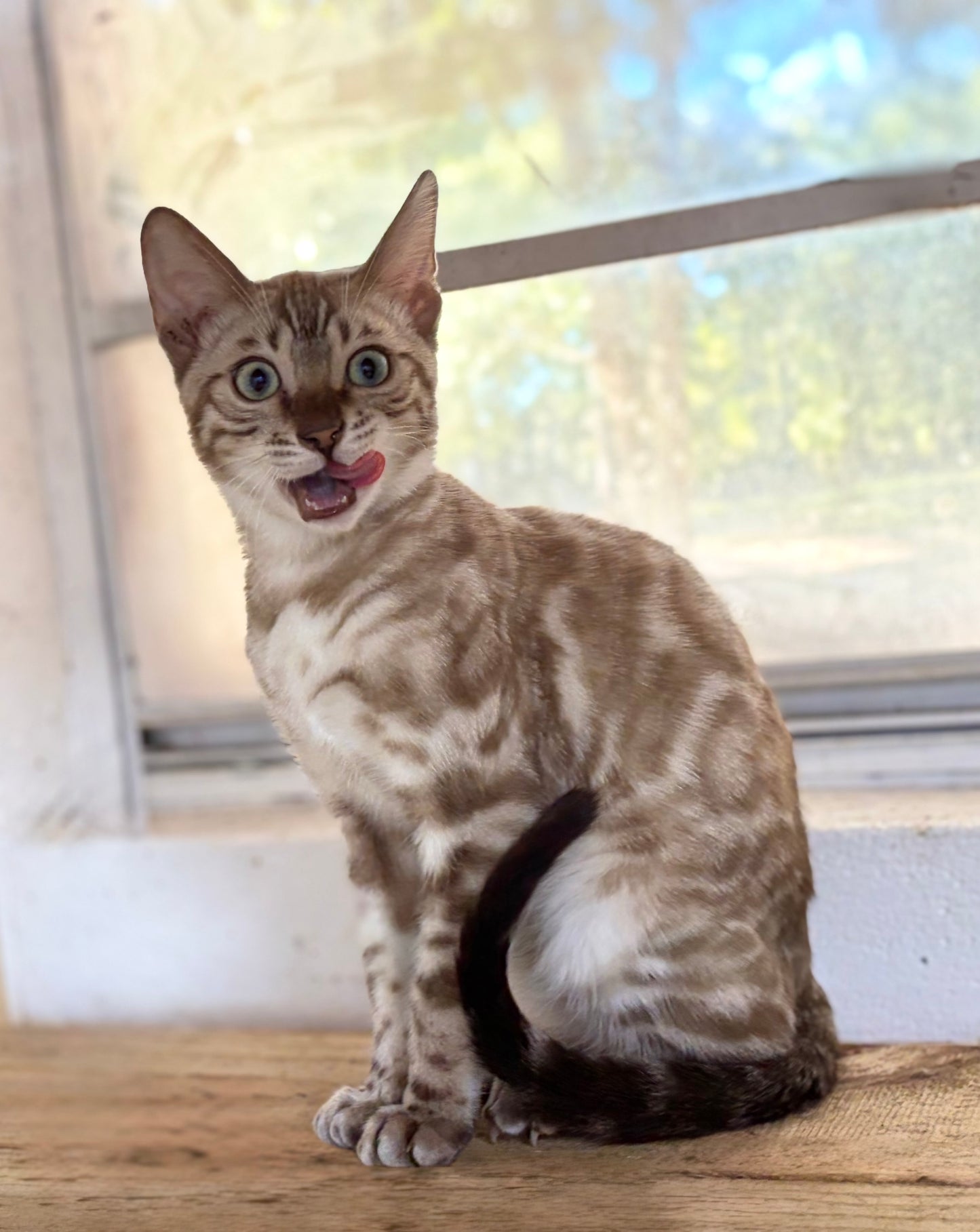 G2 Snow Rosetted Male Bengal Kitten