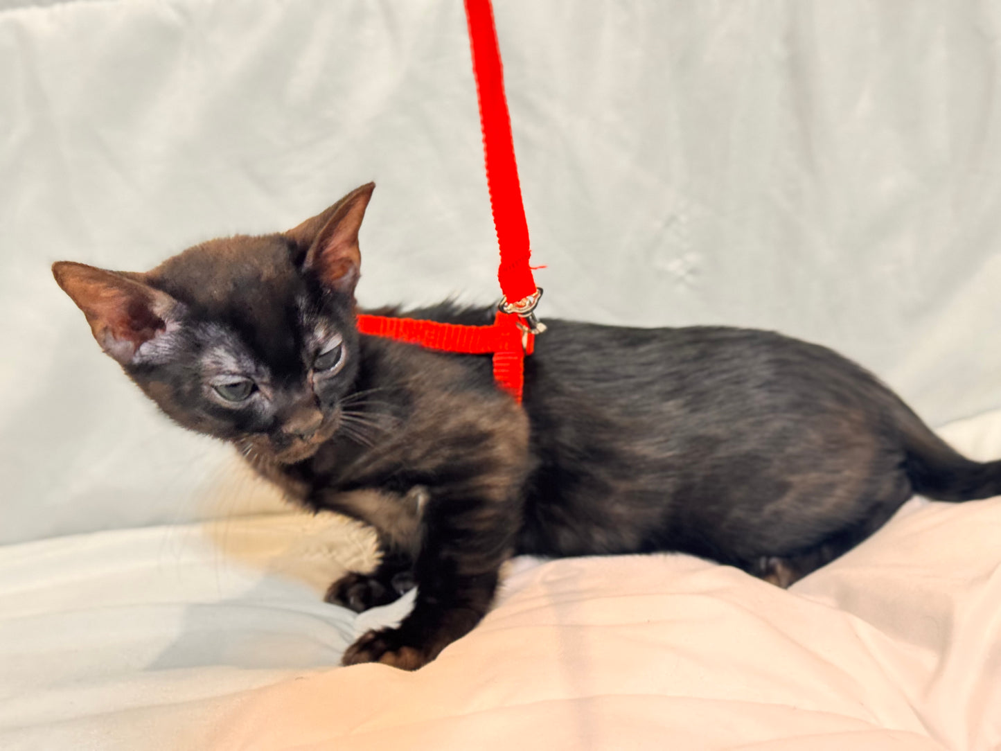 Rare Black Melanistic Rosette Female Bengal Kitten