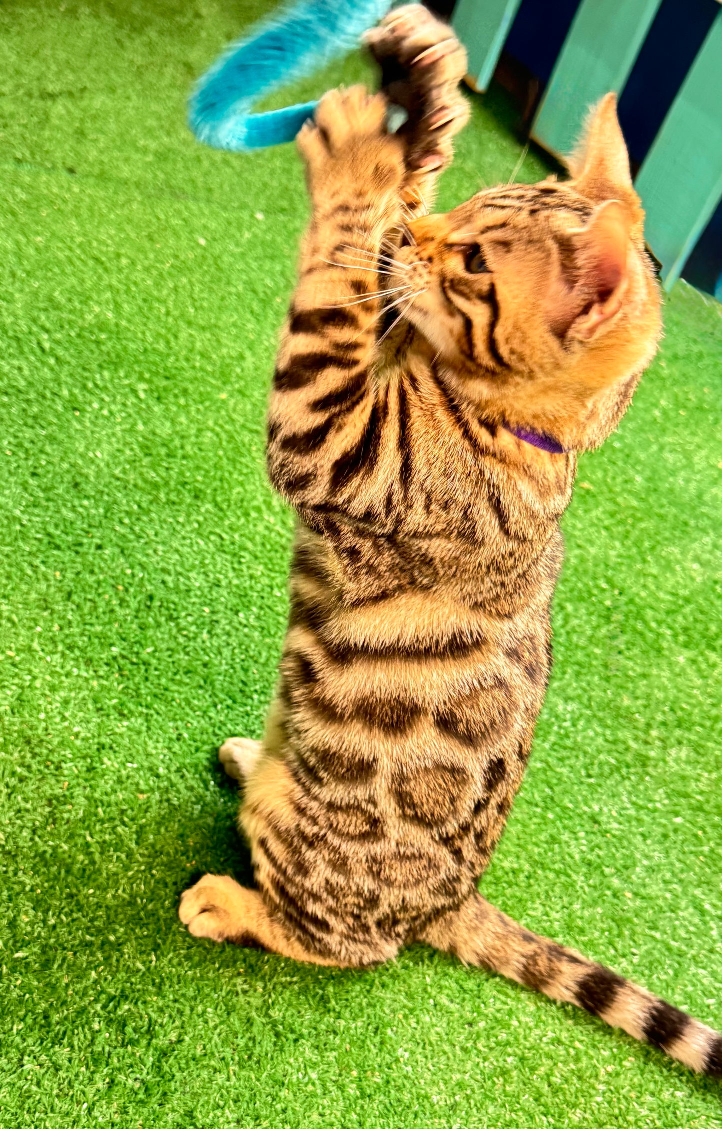 Independence Day Sale!G2 Warm Golden Brown Rosettes Female Bengal Kitten