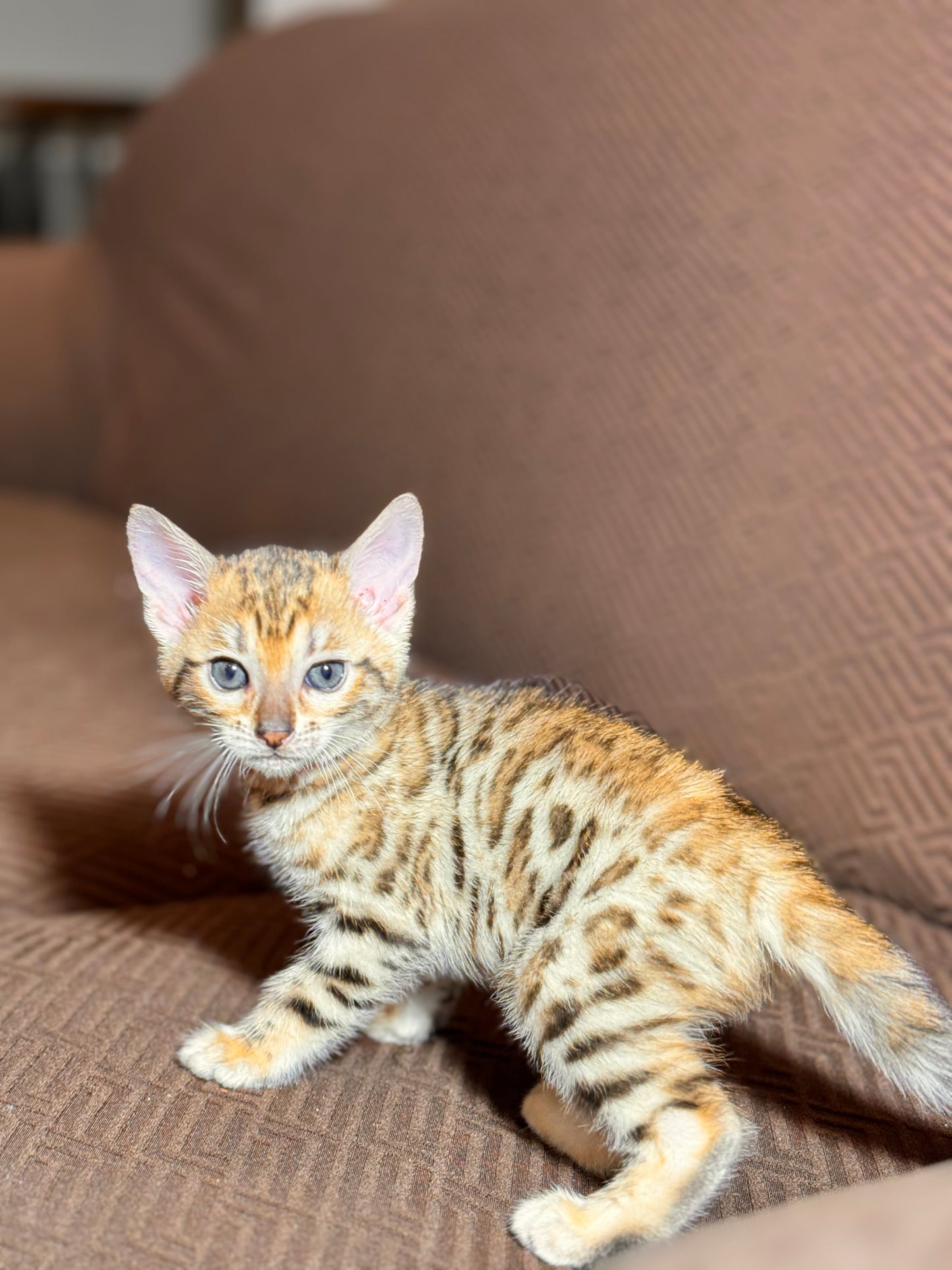 G4 Warm Cinnamon Brown/Orange Rosette Female Bengal Kitten