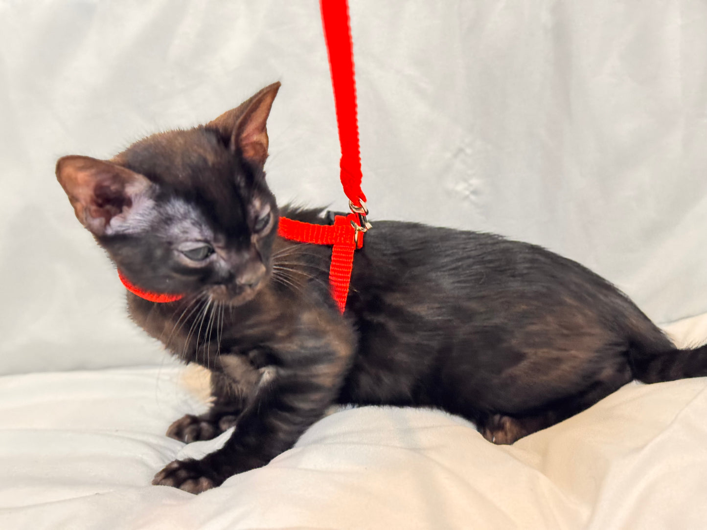 Rare Black Melanistic Rosette Female Bengal Kitten
