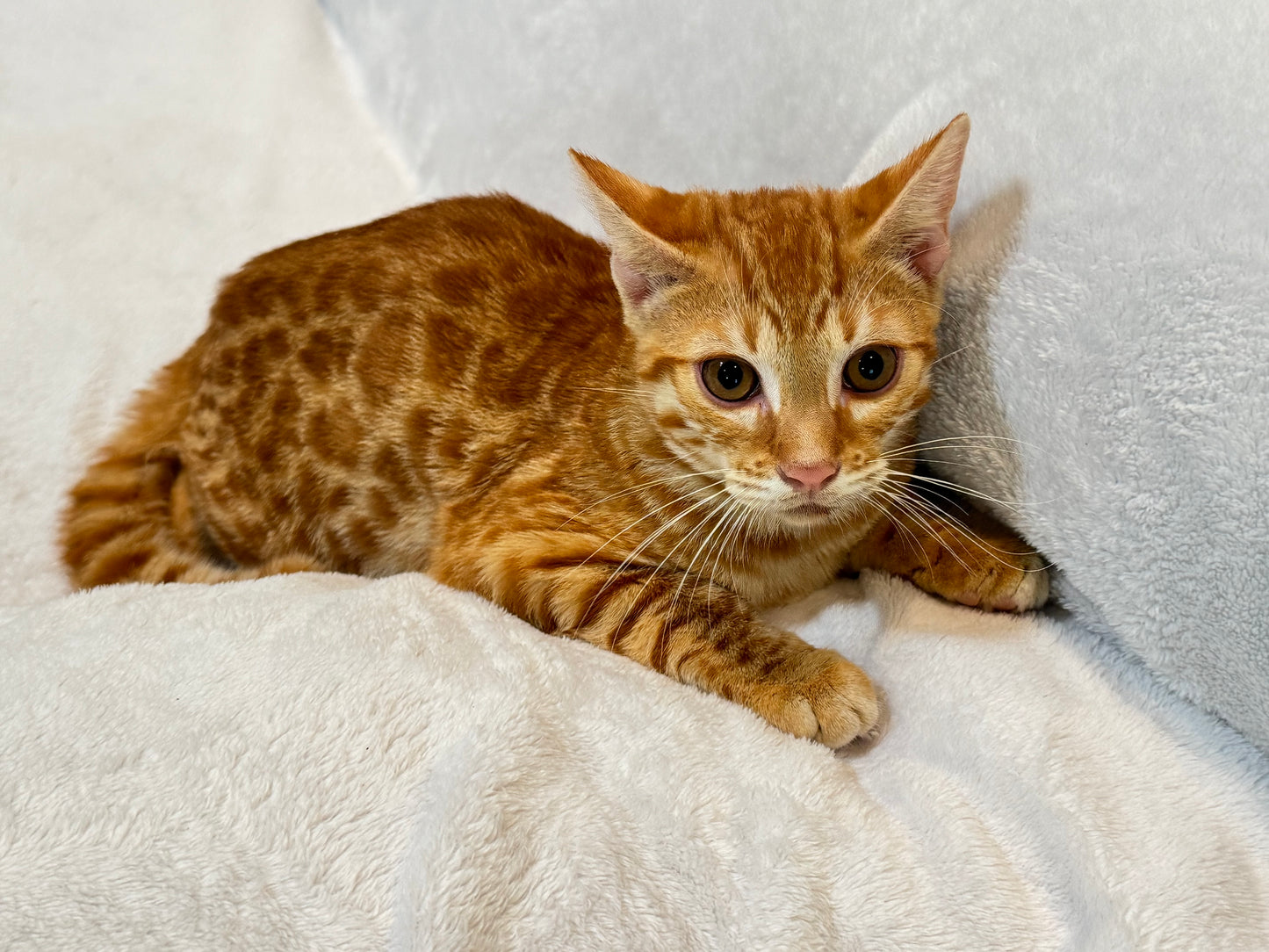 Rare Red Sorrel Rosette Male Bengal Kitten