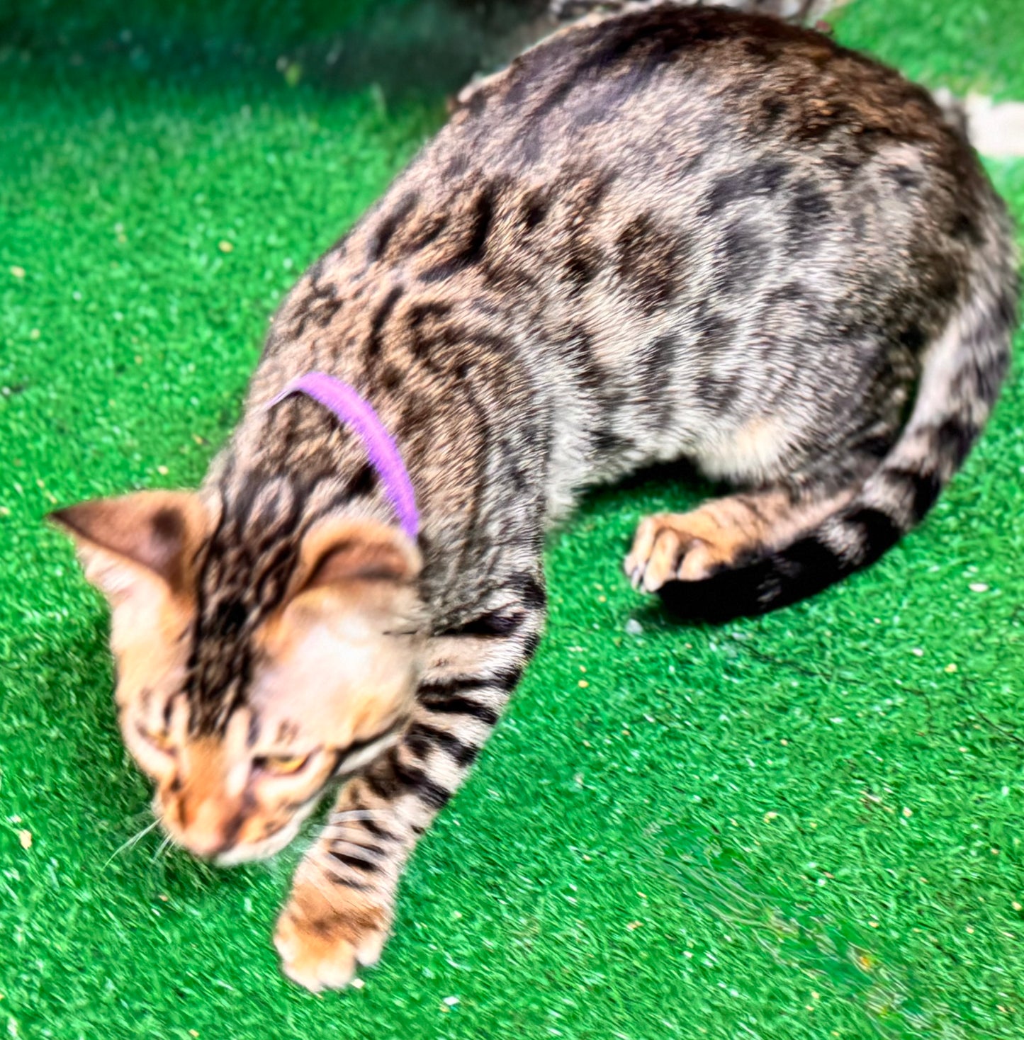 G4 Black Brown Rosettes Female Bengal Kitten