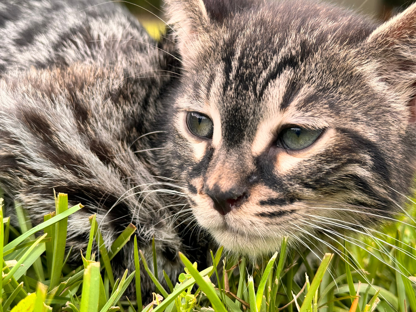 G2 Charcoal & Silver Rosette Male Bengal Kitten