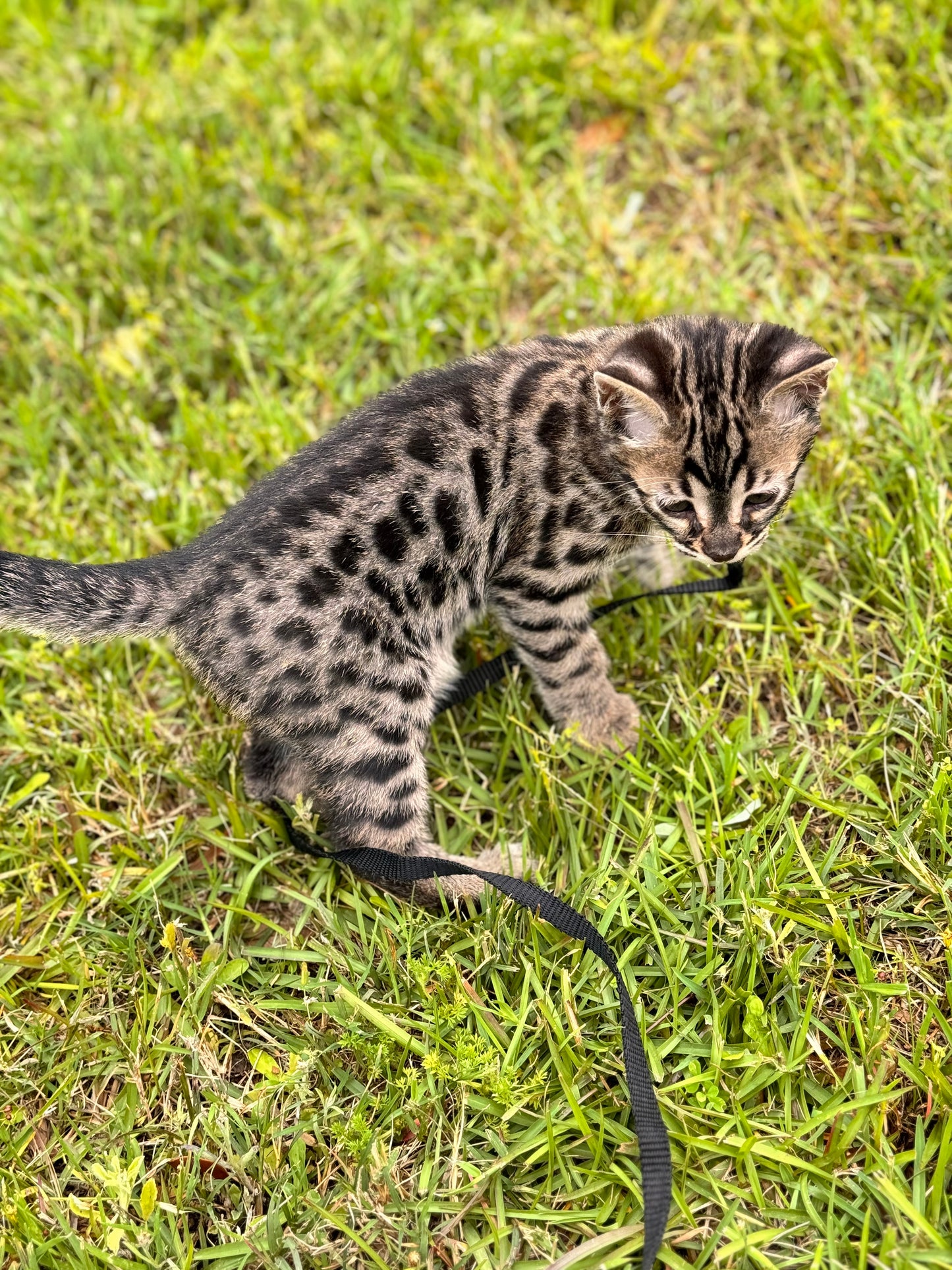 G2 Charcoal Silver & Gold Leopard Bengal Kitten -Reserved
