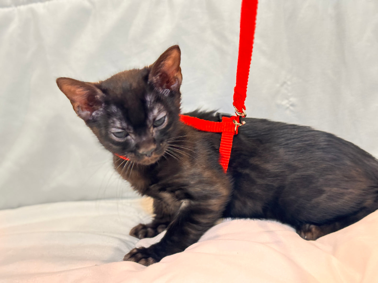 Rare Black Melanistic Rosette Female Bengal Kitten
