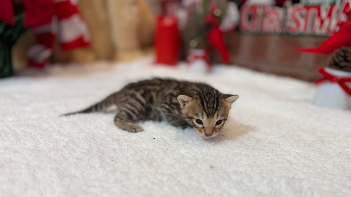 Reserve now Warm Brown& Black Rosette Bengal Kitten