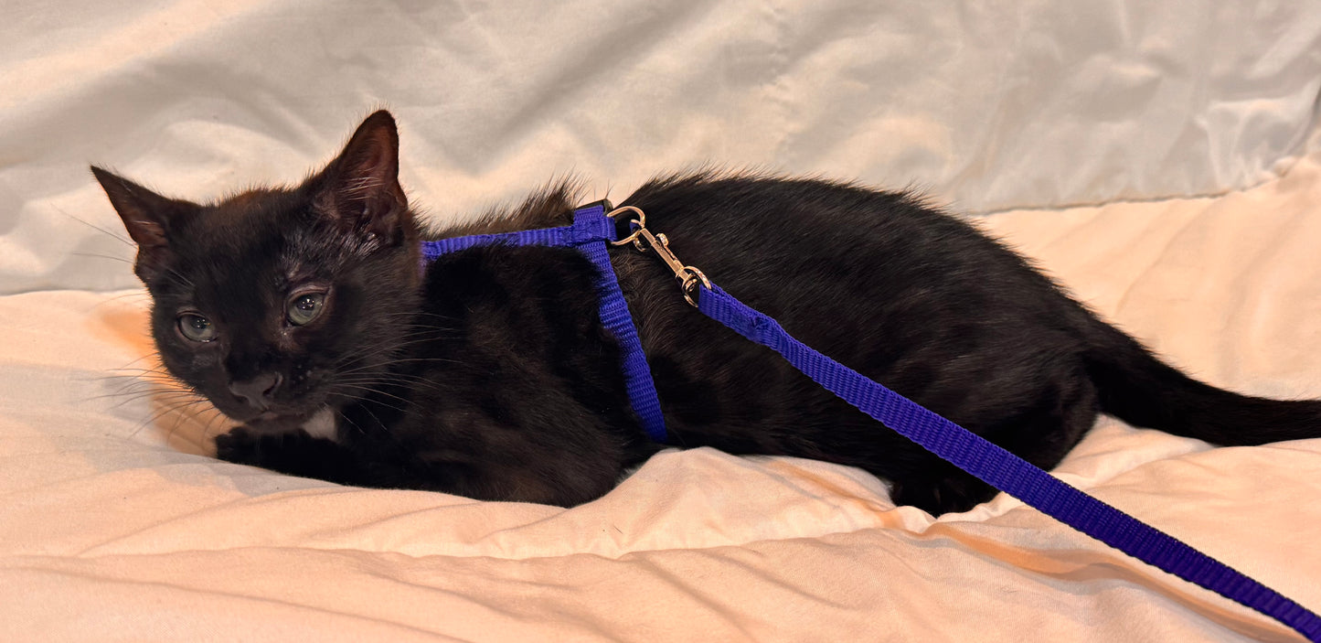 Rare Black Melanistic Rosette Male Bengal Kitten with Green Eyes