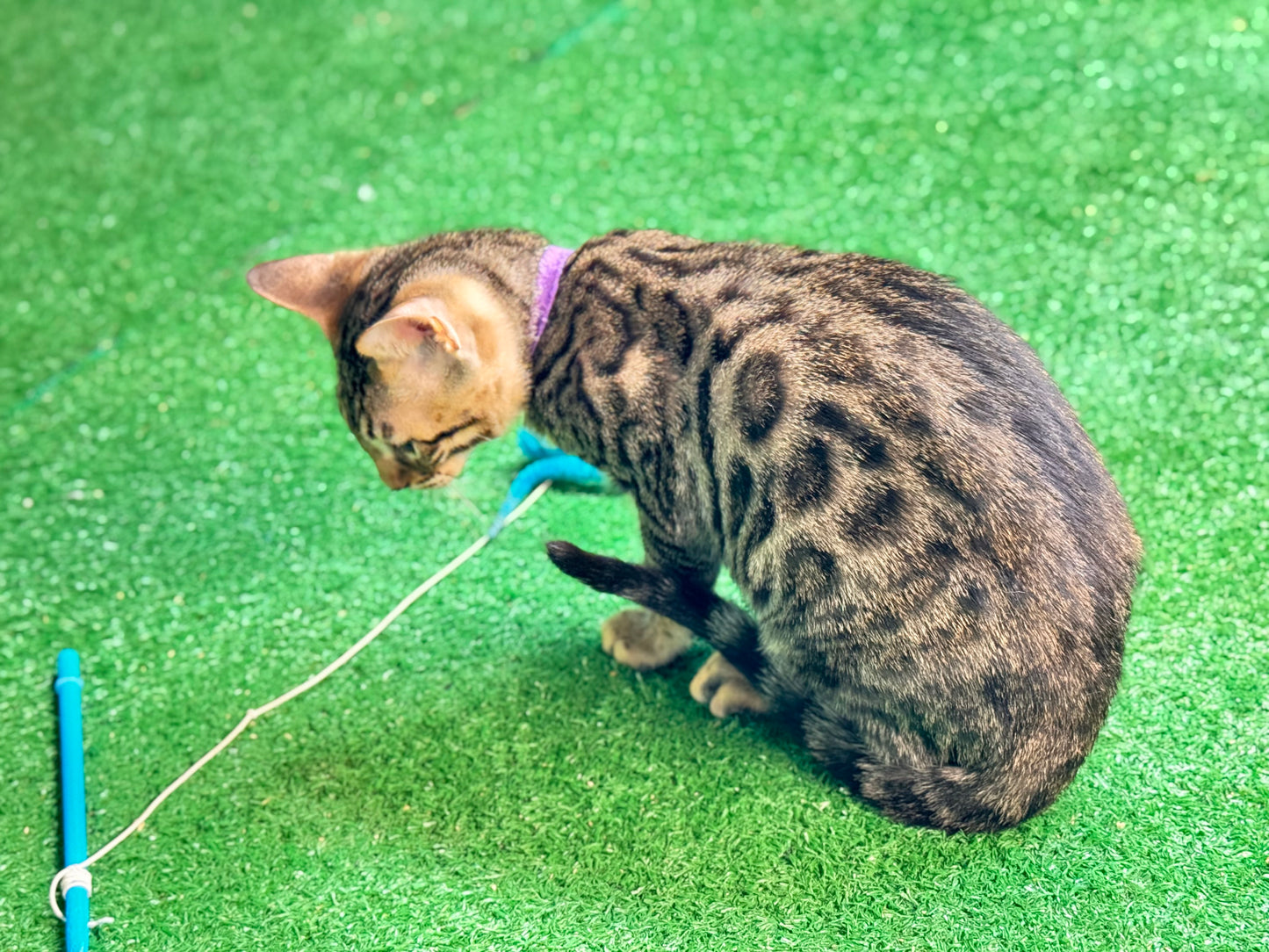 G4 Black Brown Rosettes Female Bengal Kitten