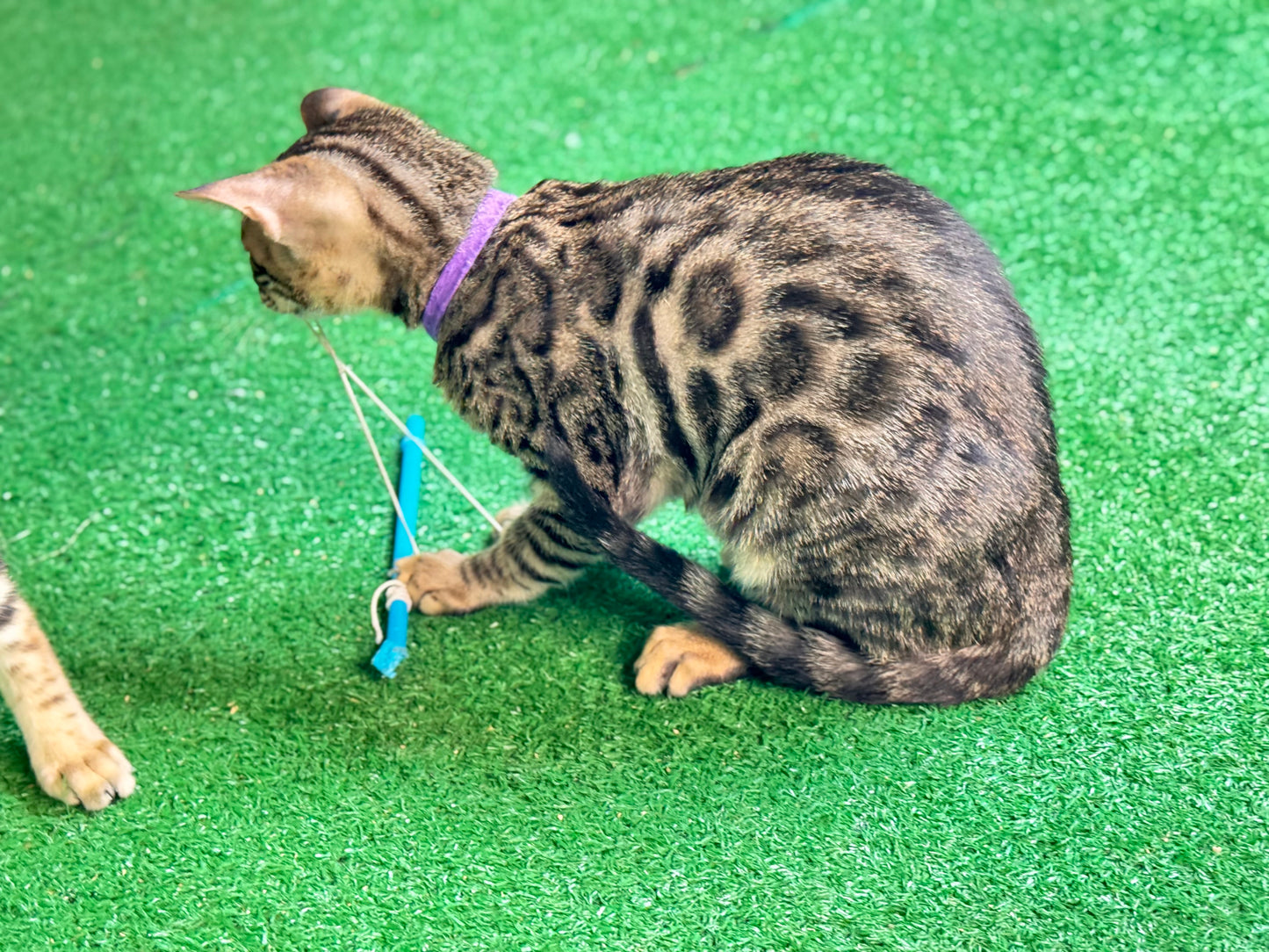 G4 Black Brown Rosettes Female Bengal Kitten
