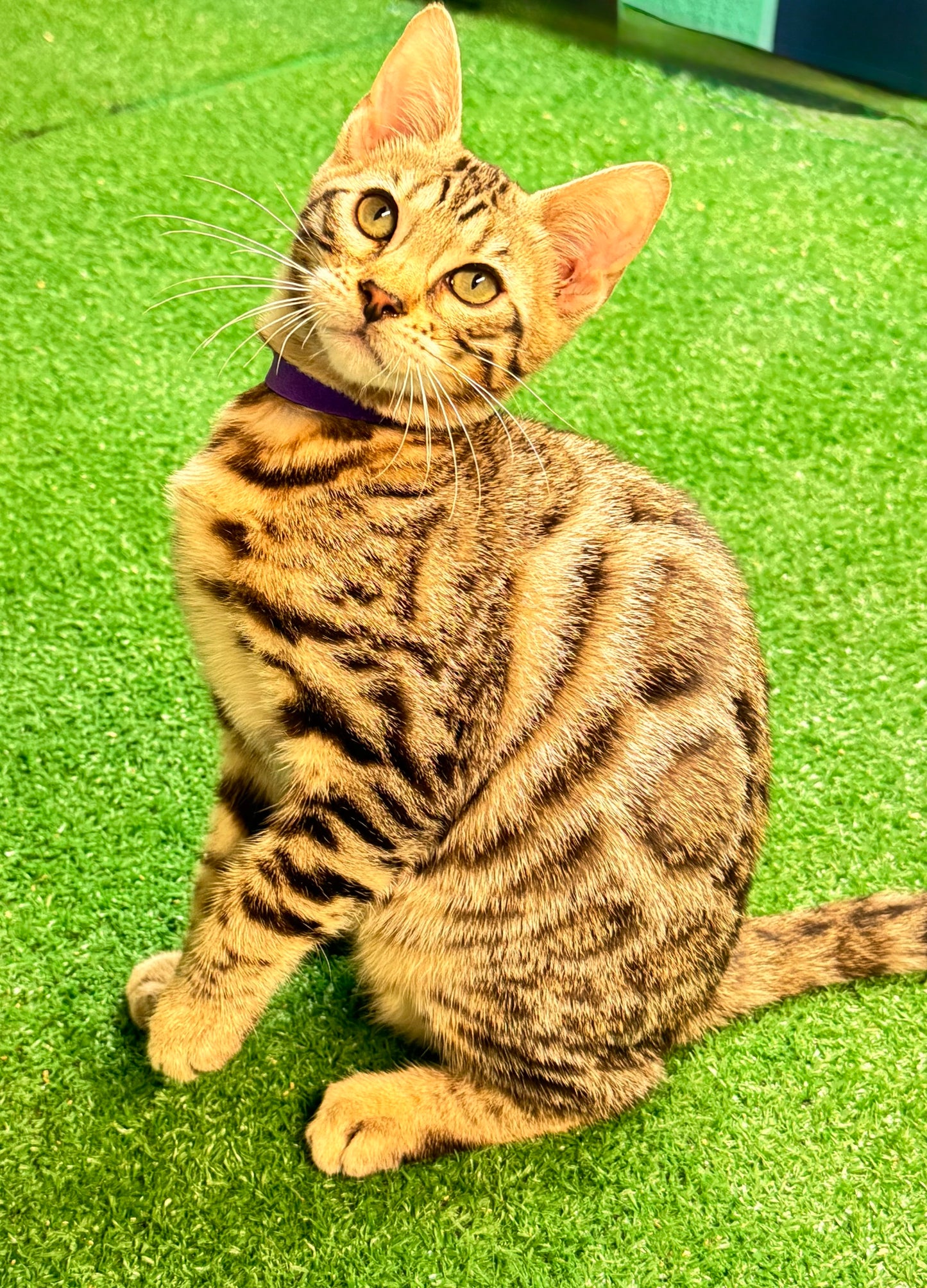 Independence Day Sale!G2 Warm Golden Brown Rosettes Female Bengal Kitten