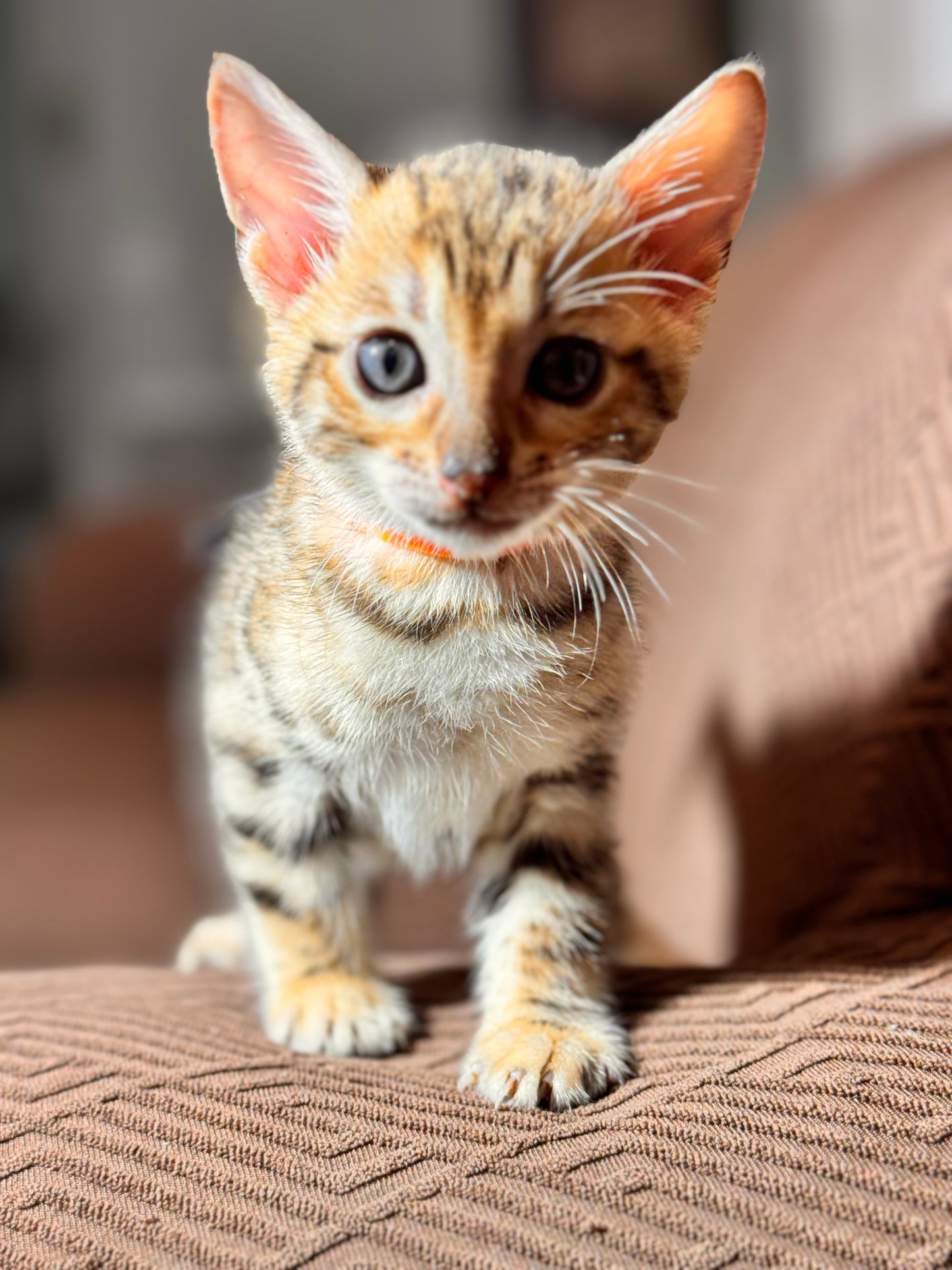 G4 Warm Cinnamon Brown/Orange Rosette Female Bengal Kitten