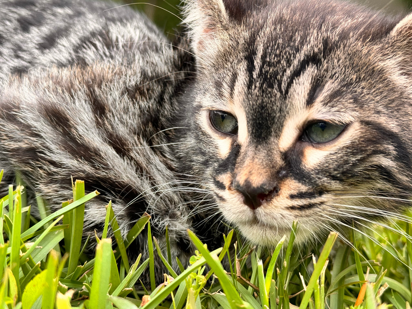 G2 Charcoal & Silver Rosette Male Bengal Kitten