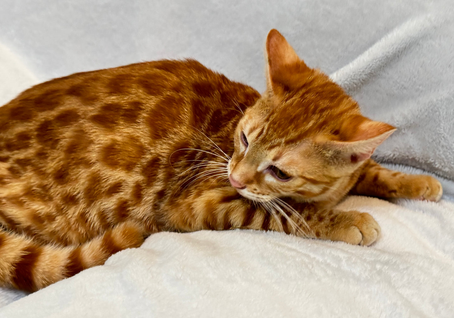 Rare Red Sorrel Rosette Male Bengal Kitten