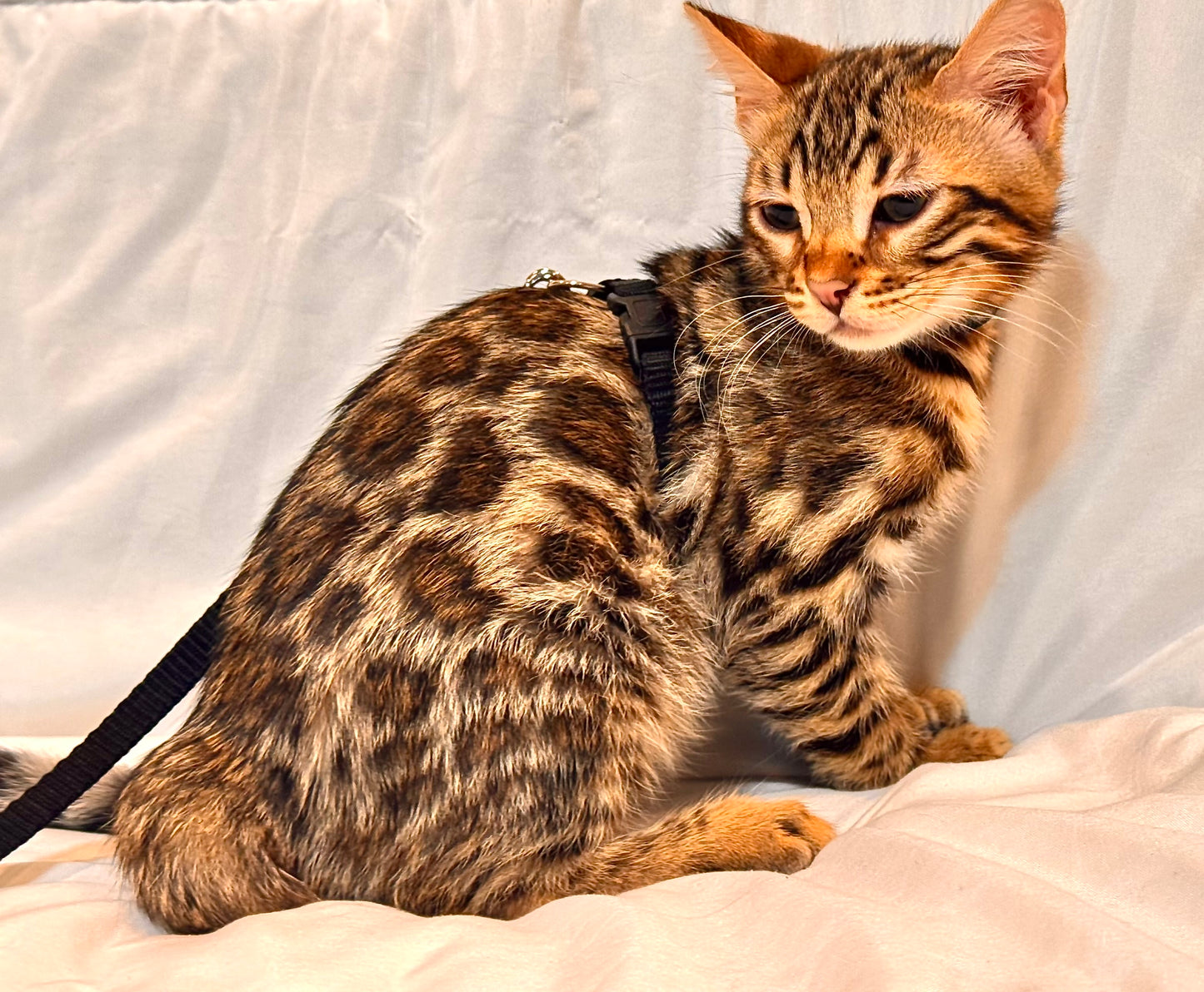 Golden Brown Leopard Rosette Male Bengal Kitten- Reserved