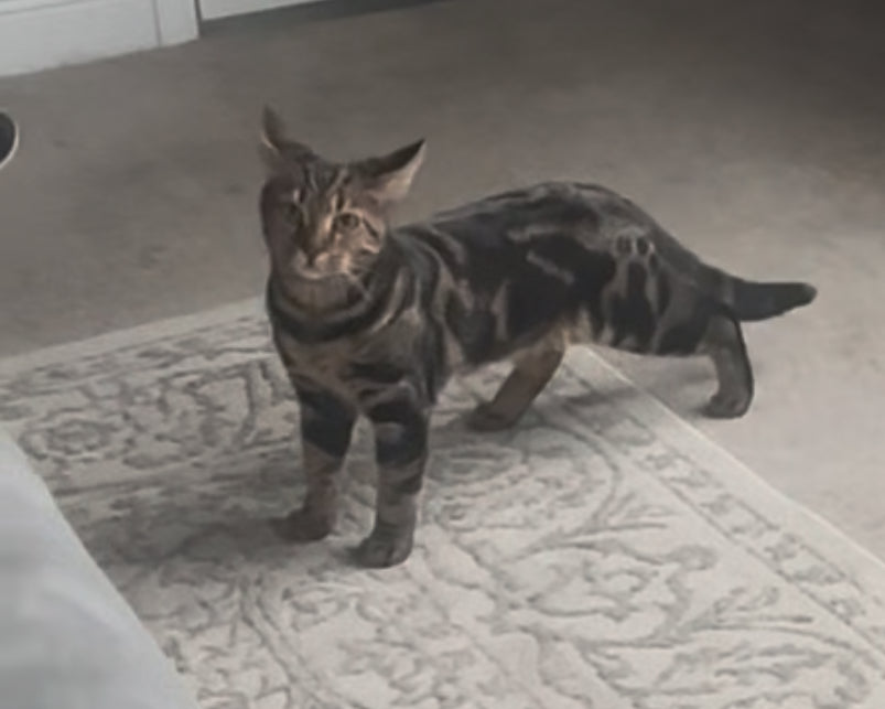 Bengal G4 silver and black marble boy