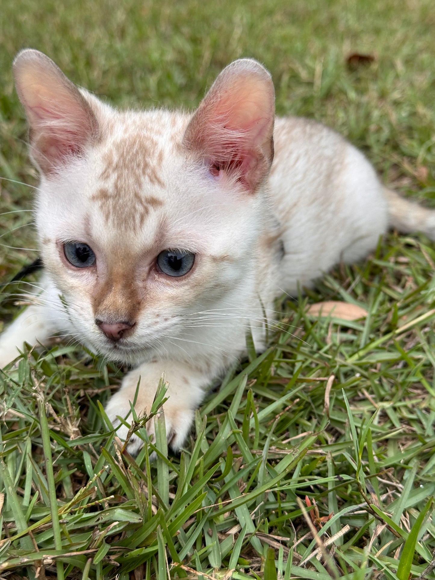 F2 Snow Bengal Kitten Male