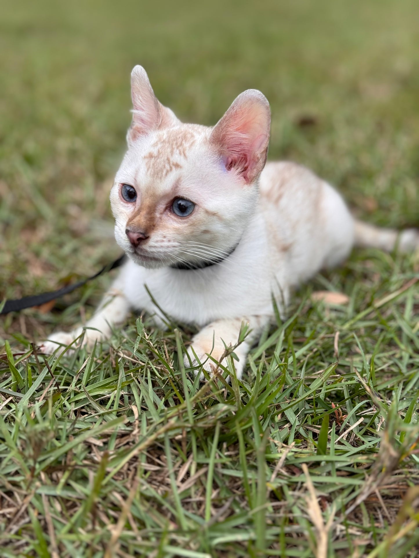 F2 Snow Bengal Kitten Male