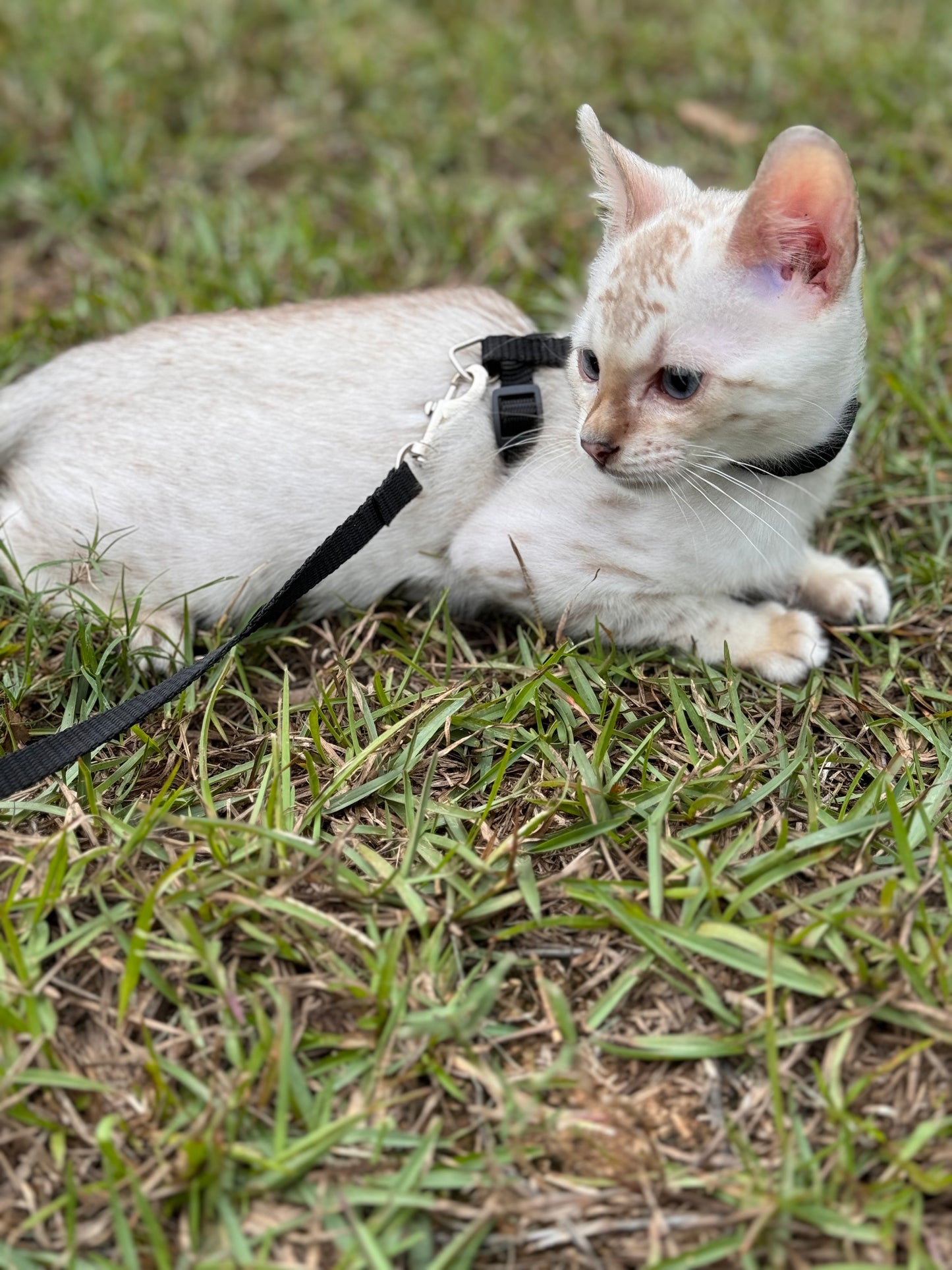 F2 Snow Bengal Kitten Male