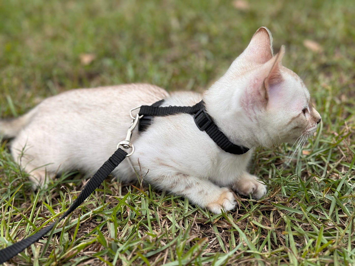 F2 Snow Bengal Kitten Male