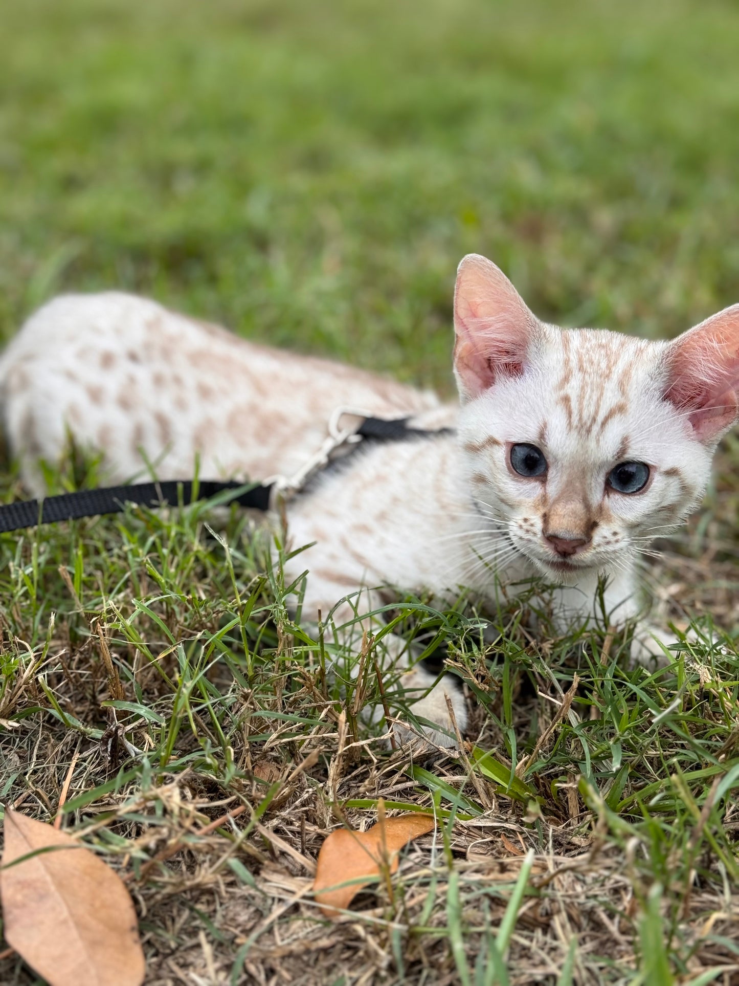 F2 Snow Lynx Bengal Kitten Male