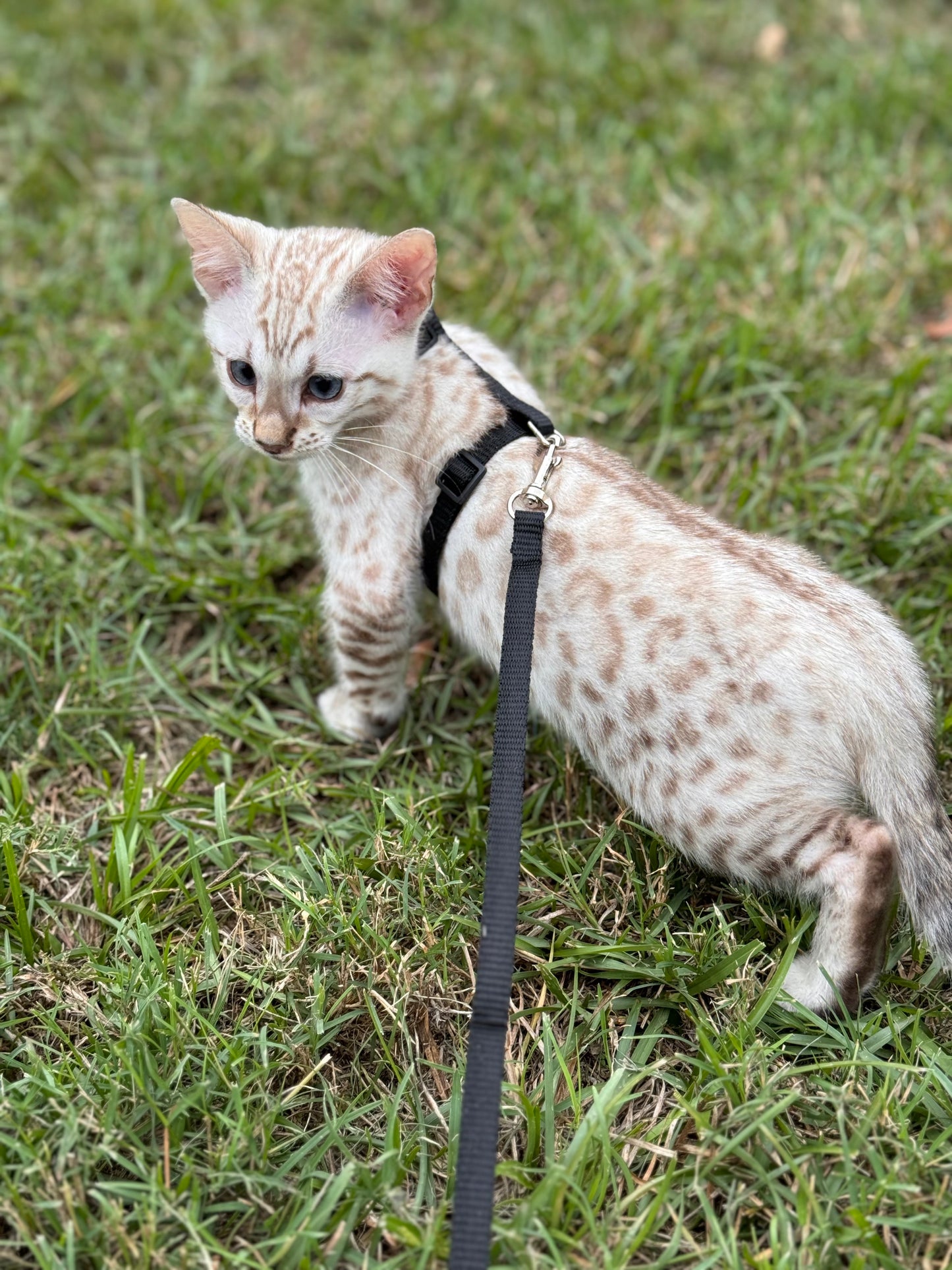 F2 Snow Lynx Bengal Kitten Male