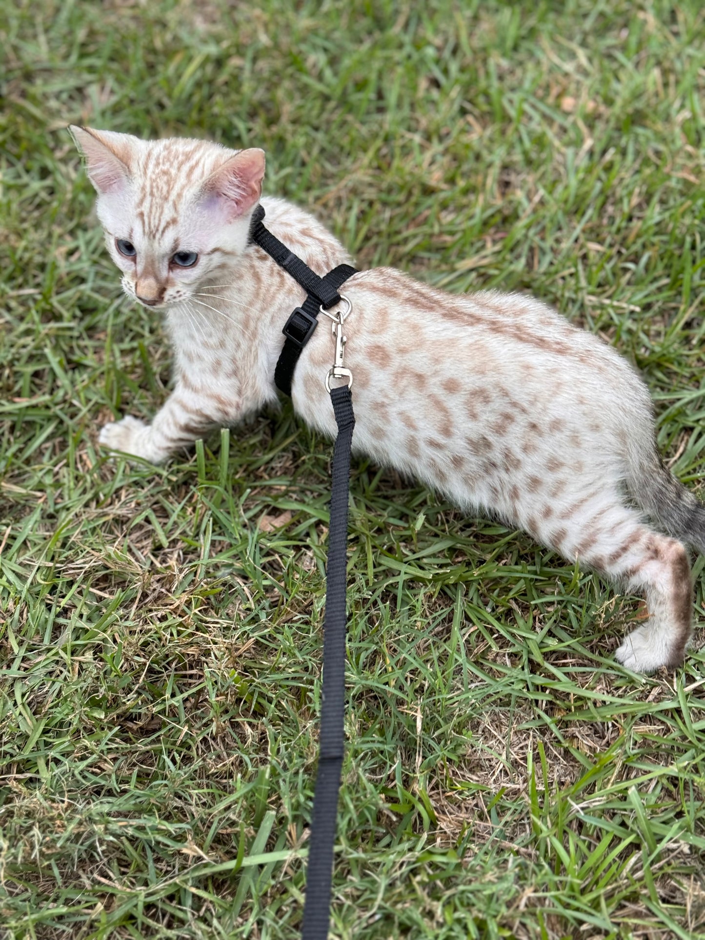 F2 Snow Lynx Bengal Kitten Male