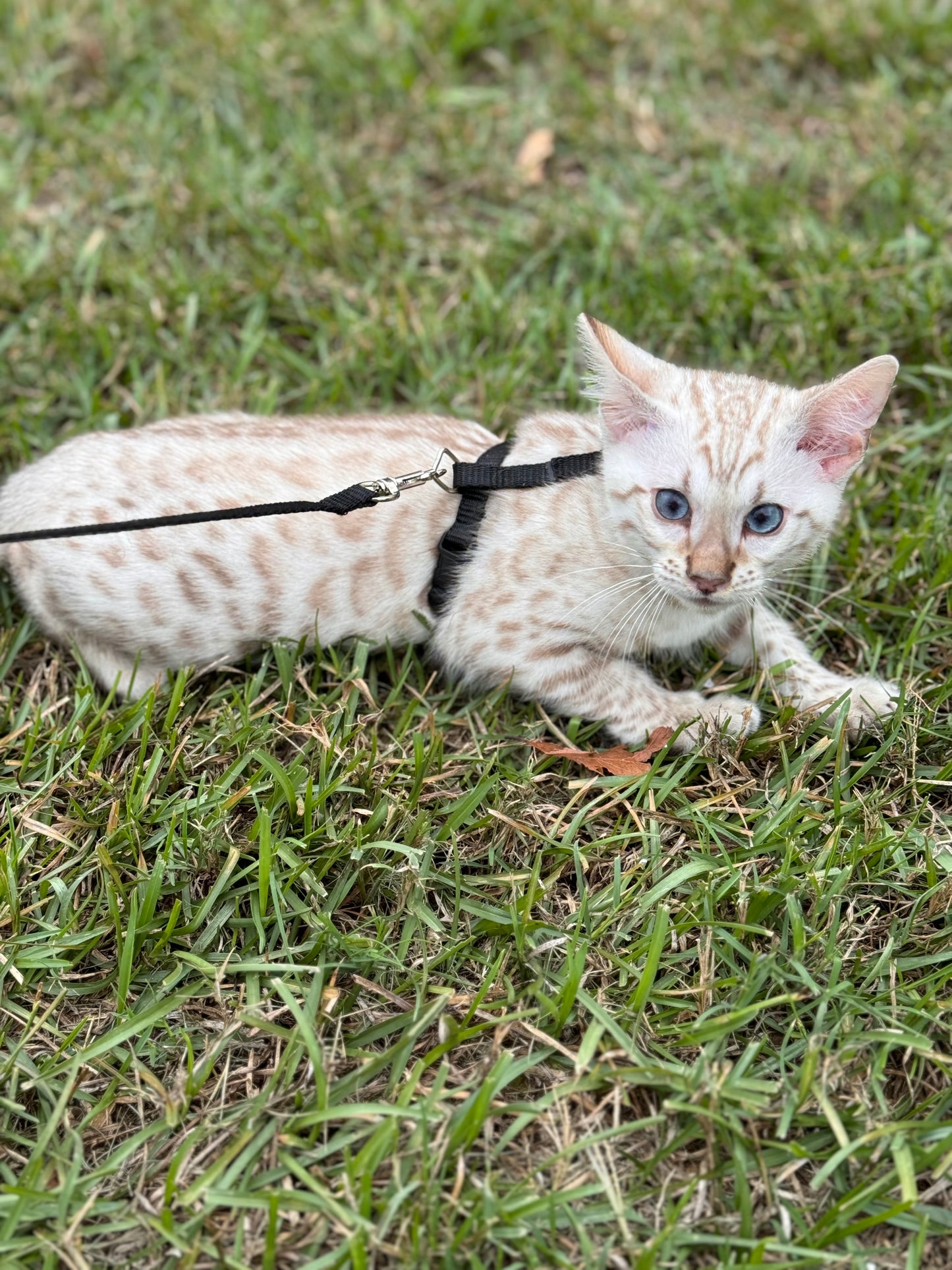 F2 Snow Lynx Bengal Kitten Male