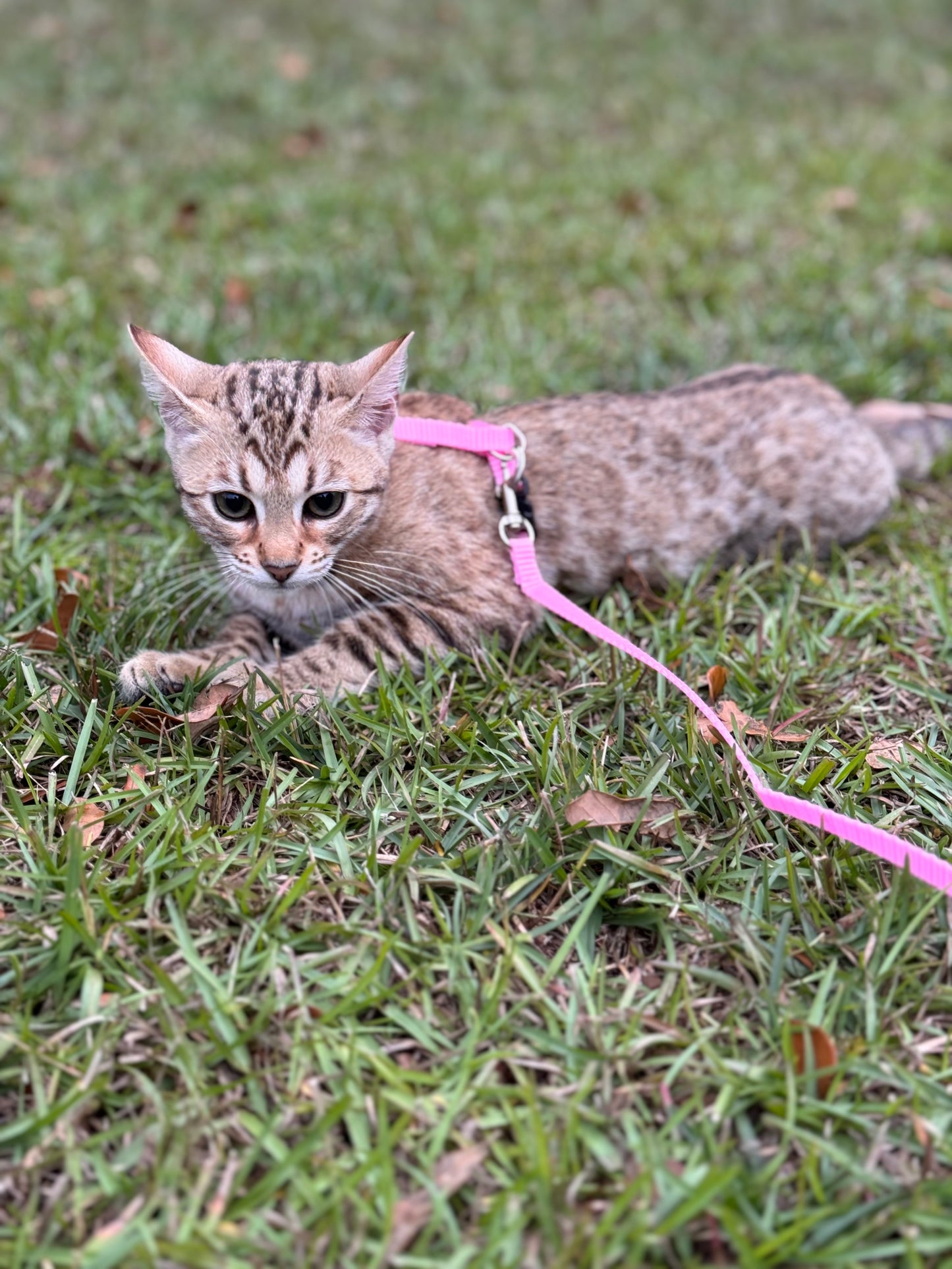 F2 Cinnamon Rosette Bengal Female