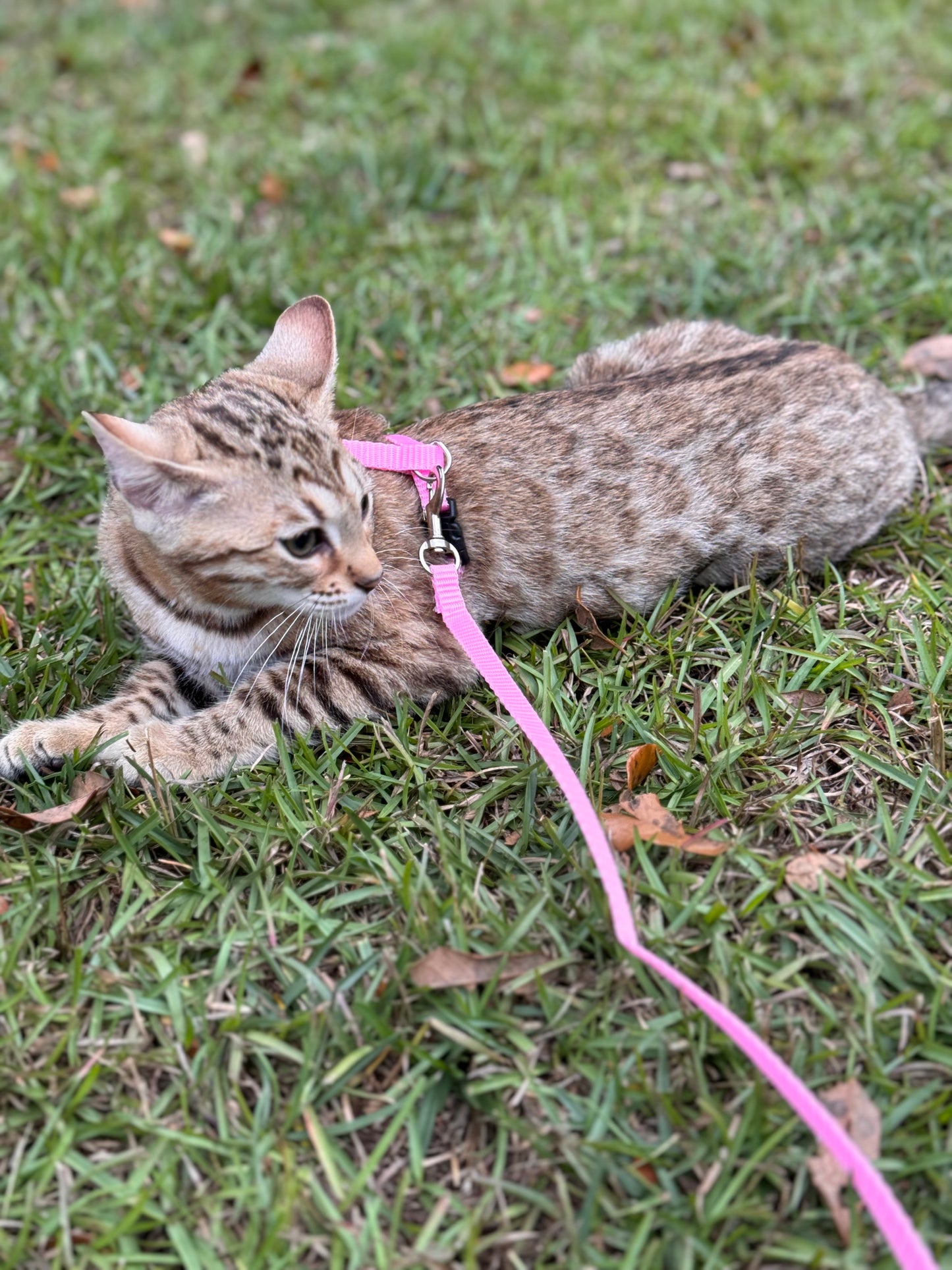 F2 Cinnamon Rosette Bengal Female
