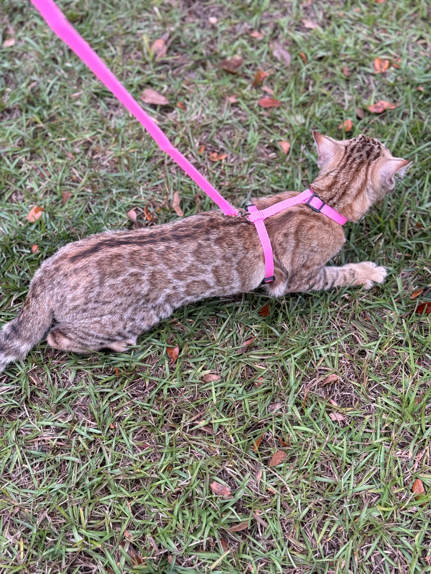 F2 Cinnamon Rosette Bengal Female