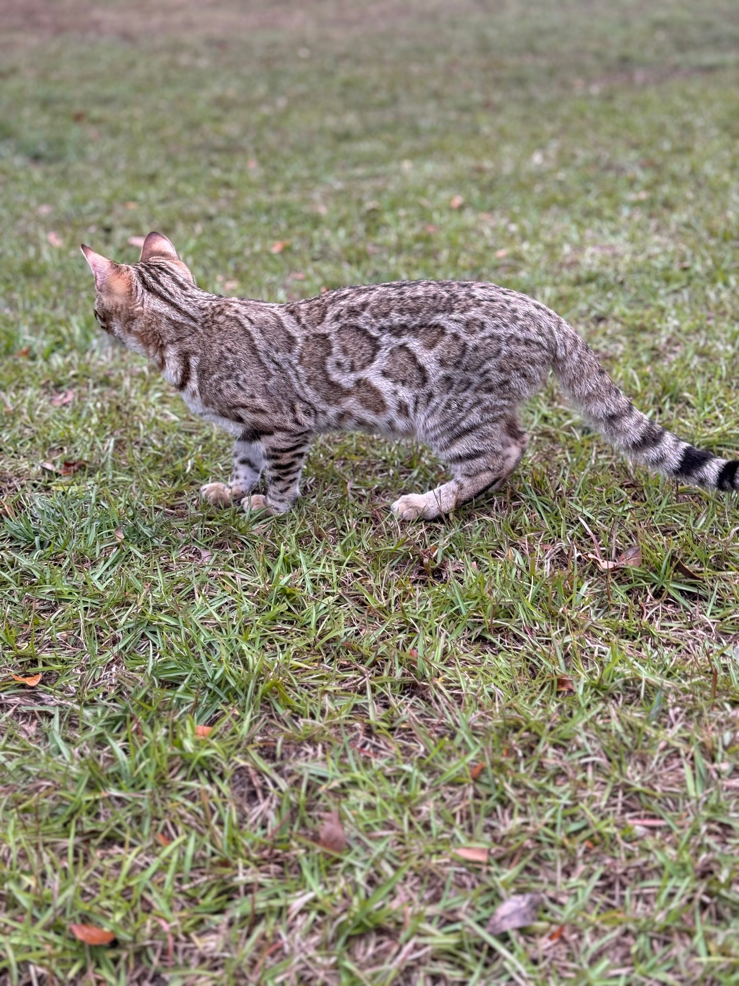 F2 Brown Rosette Bengal Female