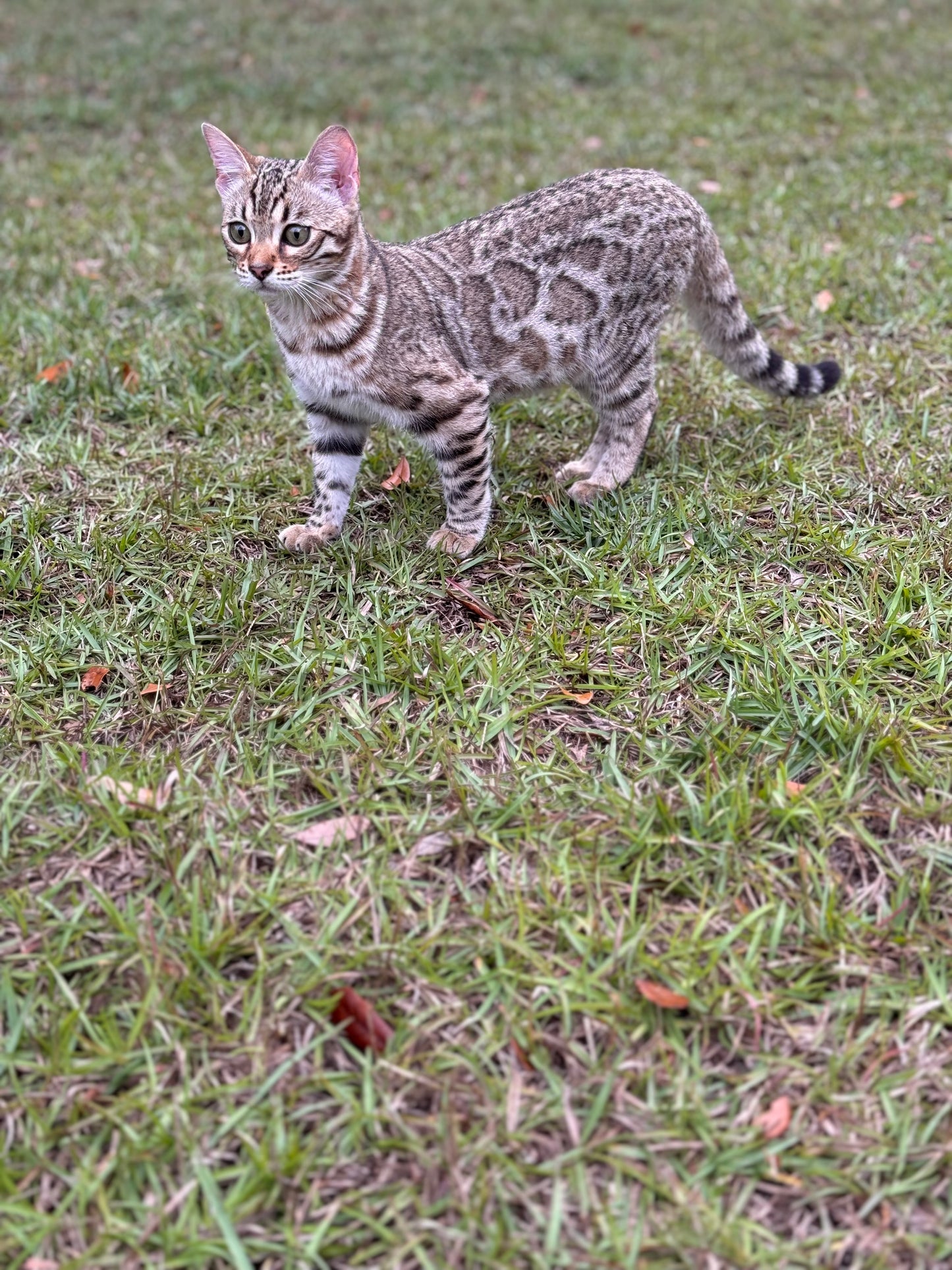 F2 Brown Rosette Bengal Female