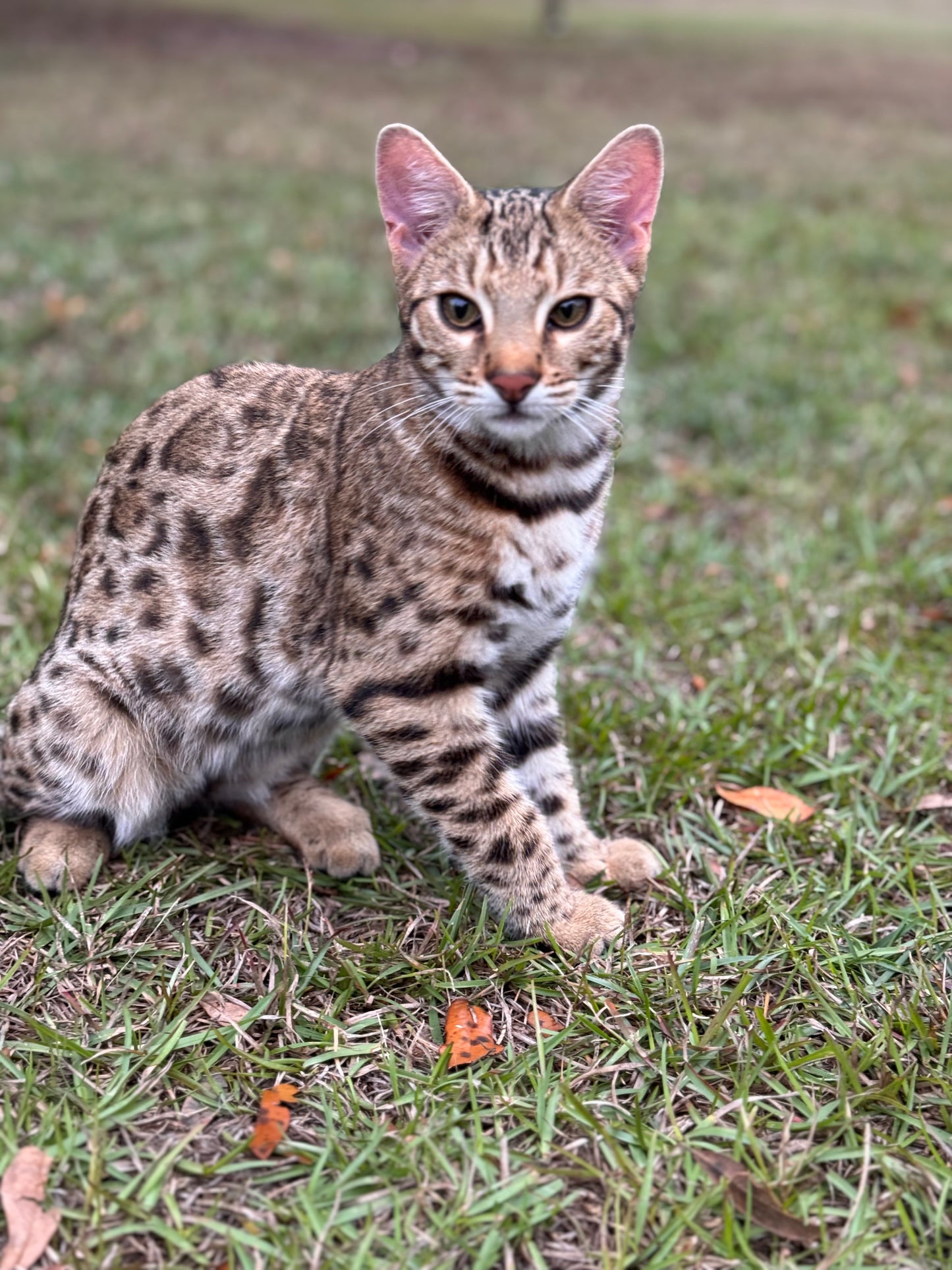 F2 Brown Rosette Bengal Male