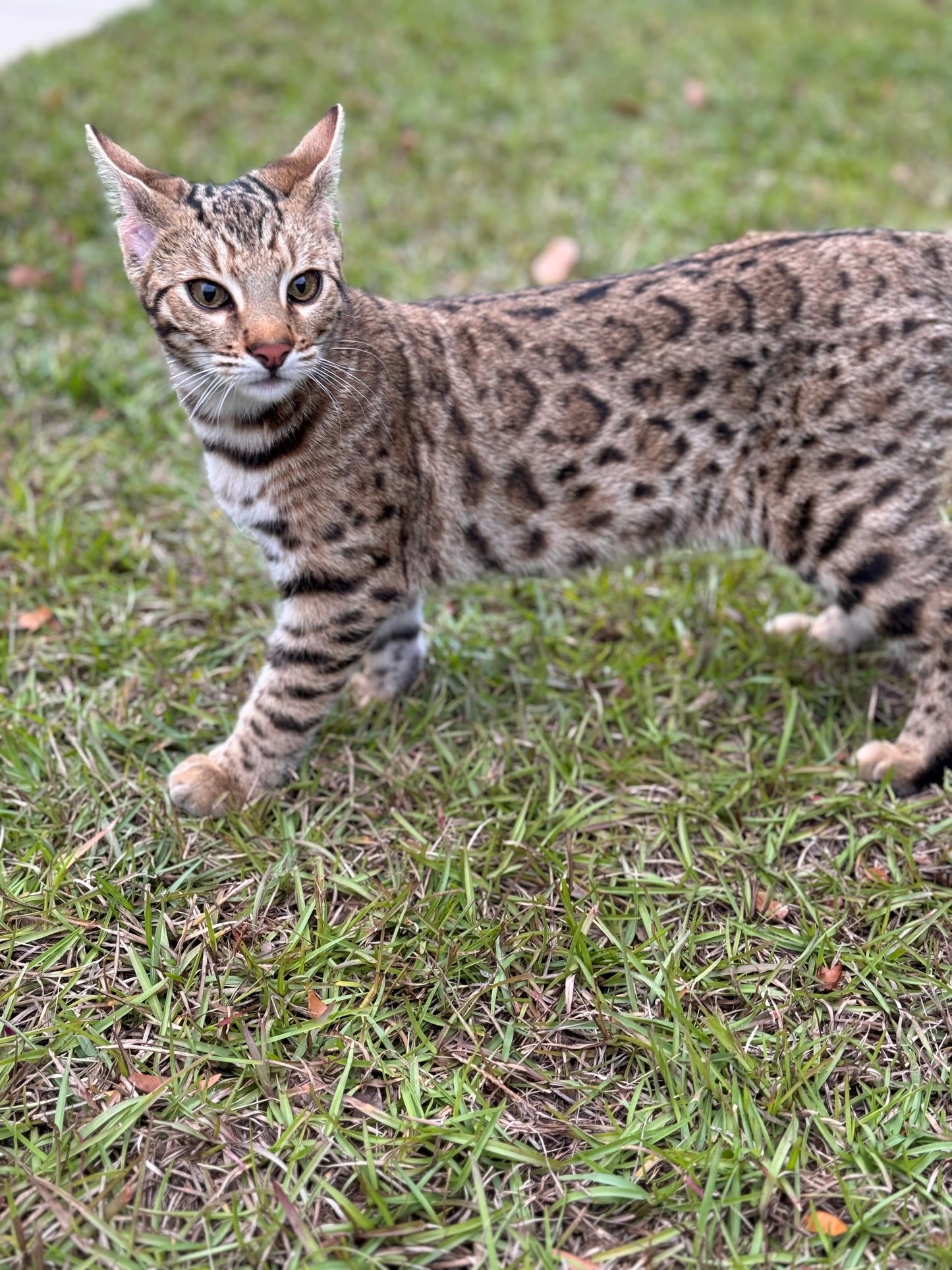 F2 Brown Rosette Bengal Male