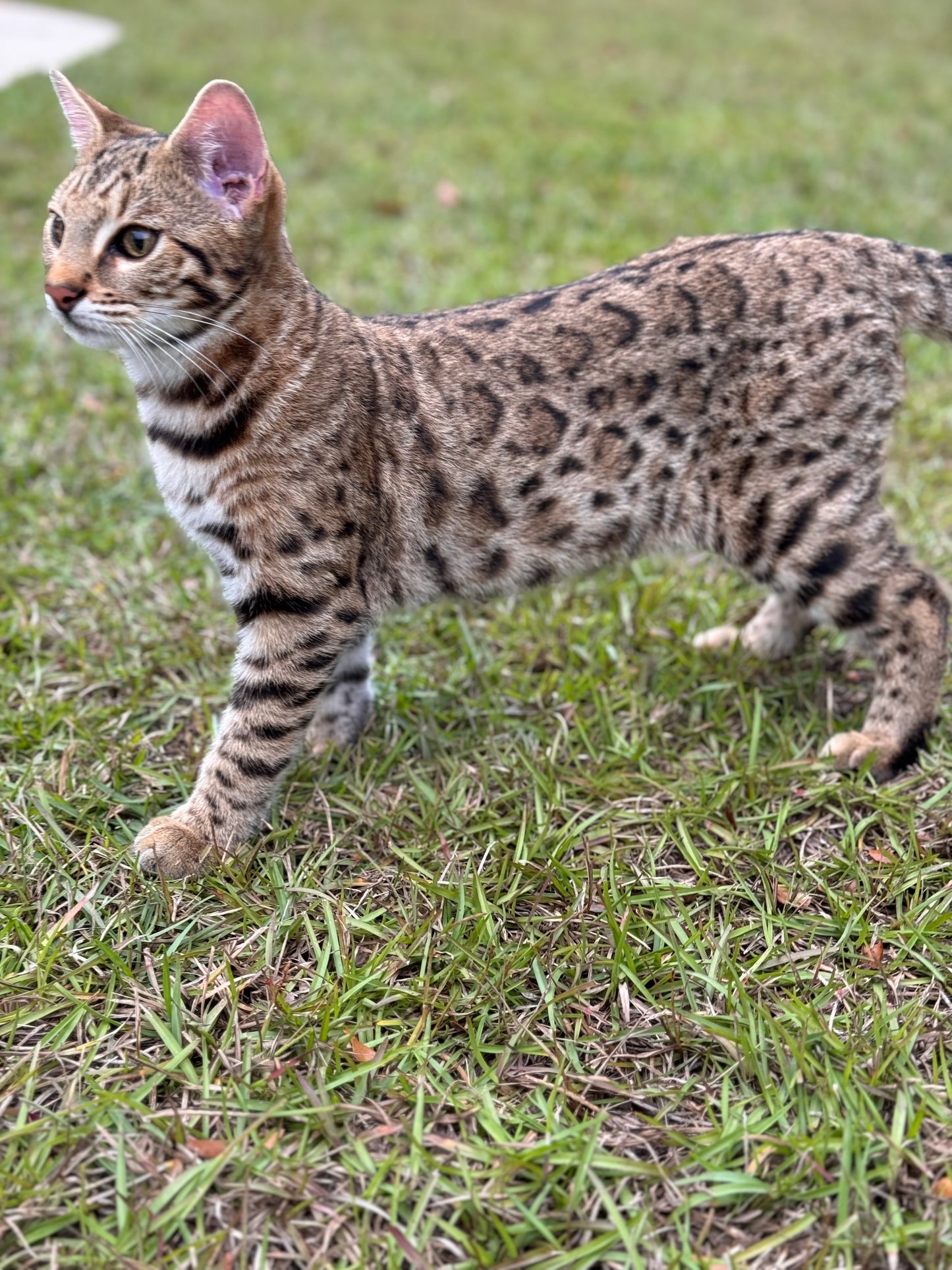 F2 Brown Rosette Bengal Male