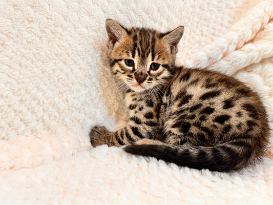 G2 Brown Charcoal Rosette Male Bengal Kitten