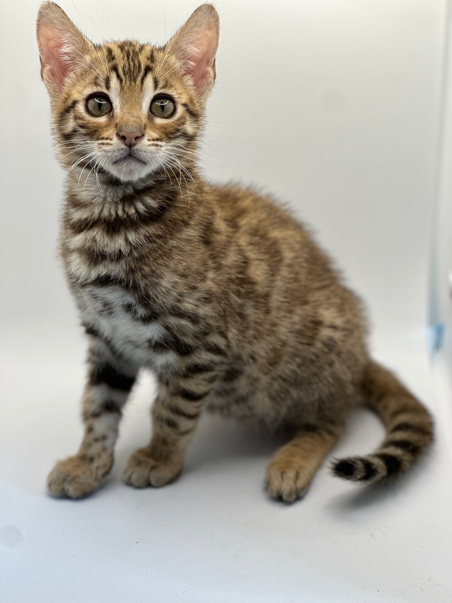 F2 Brown Rosette Bengal Female