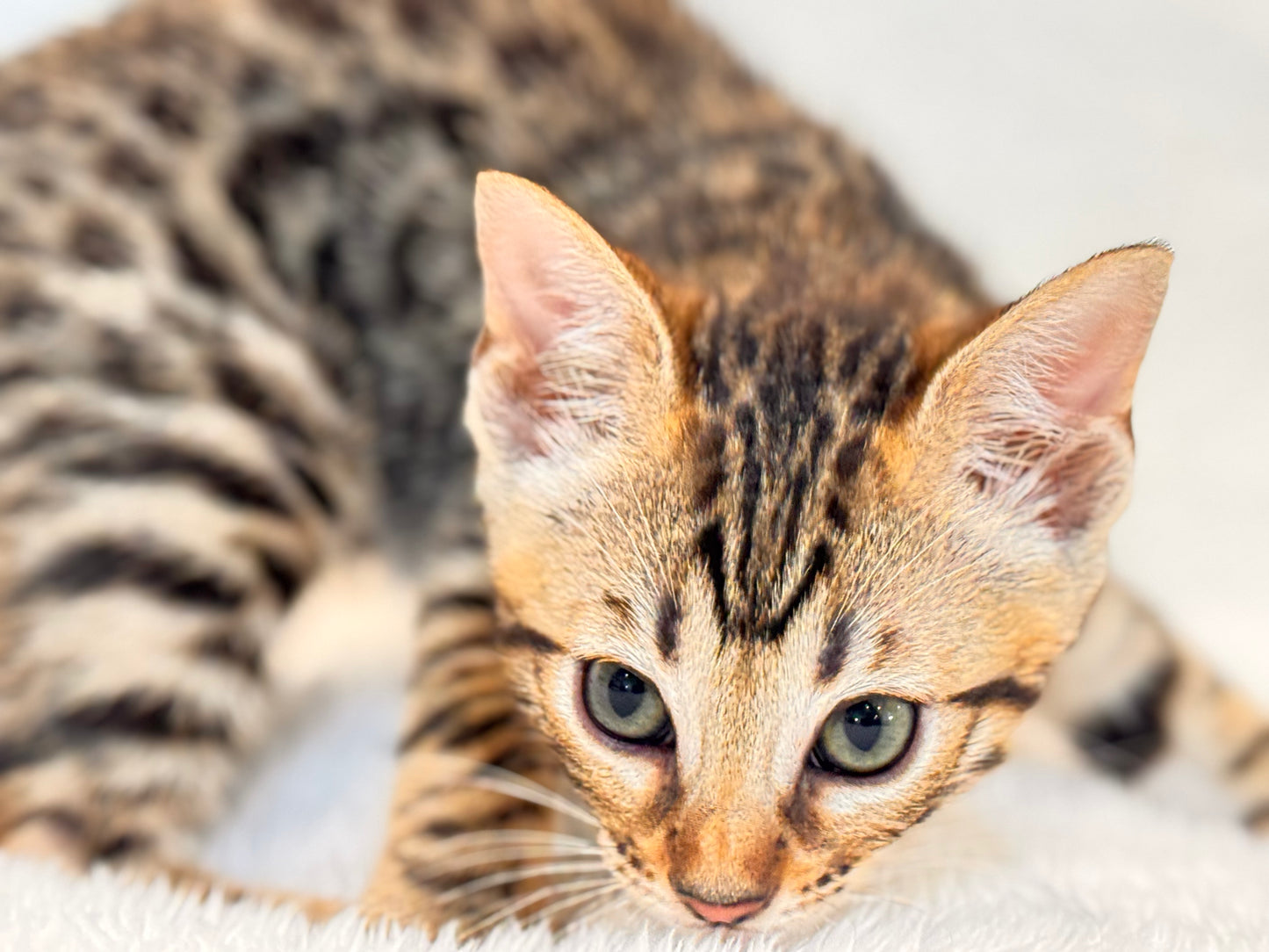 G4 Warm & Gold Rosette Female Sister Bengal Kitten