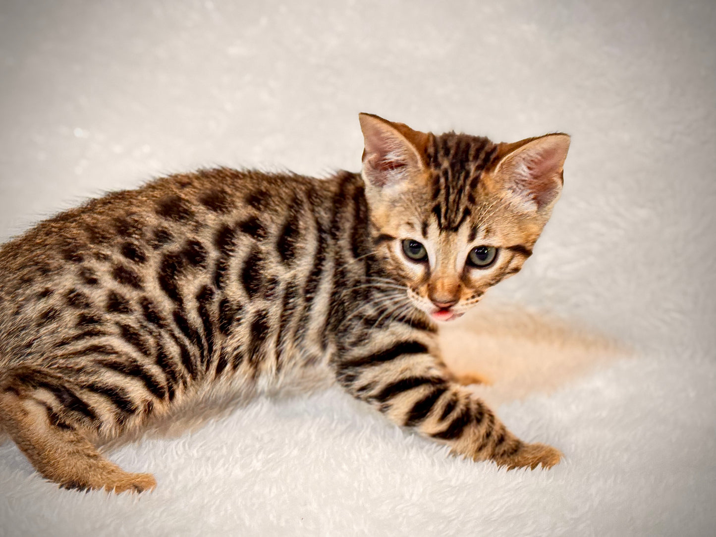 G4 Warm & Gold Rosette Female Sister Bengal Kitten