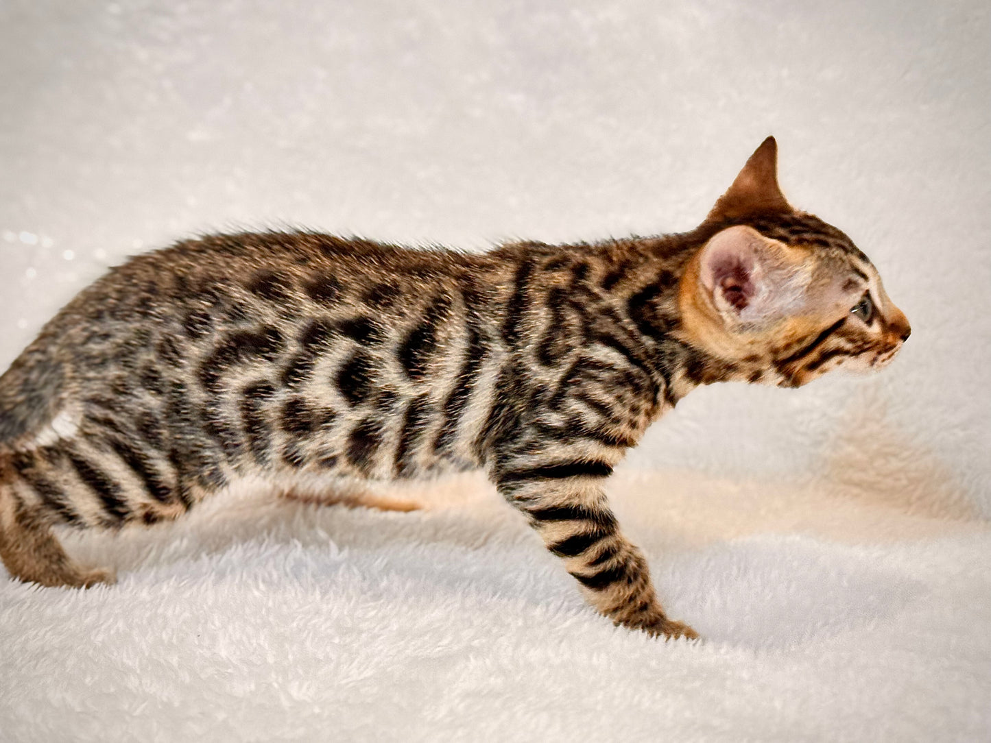 G4 Warm & Gold Rosette Female Sister Bengal Kitten