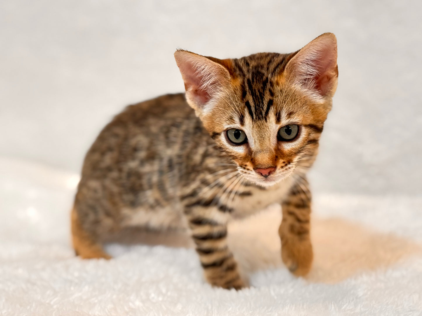 G4 Warm & Gold Rosette Female Sister Bengal Kitten