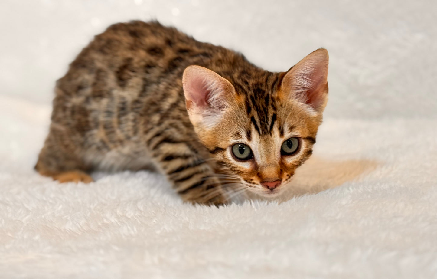 G4 Warm & Gold Rosette Female Sister Bengal Kitten